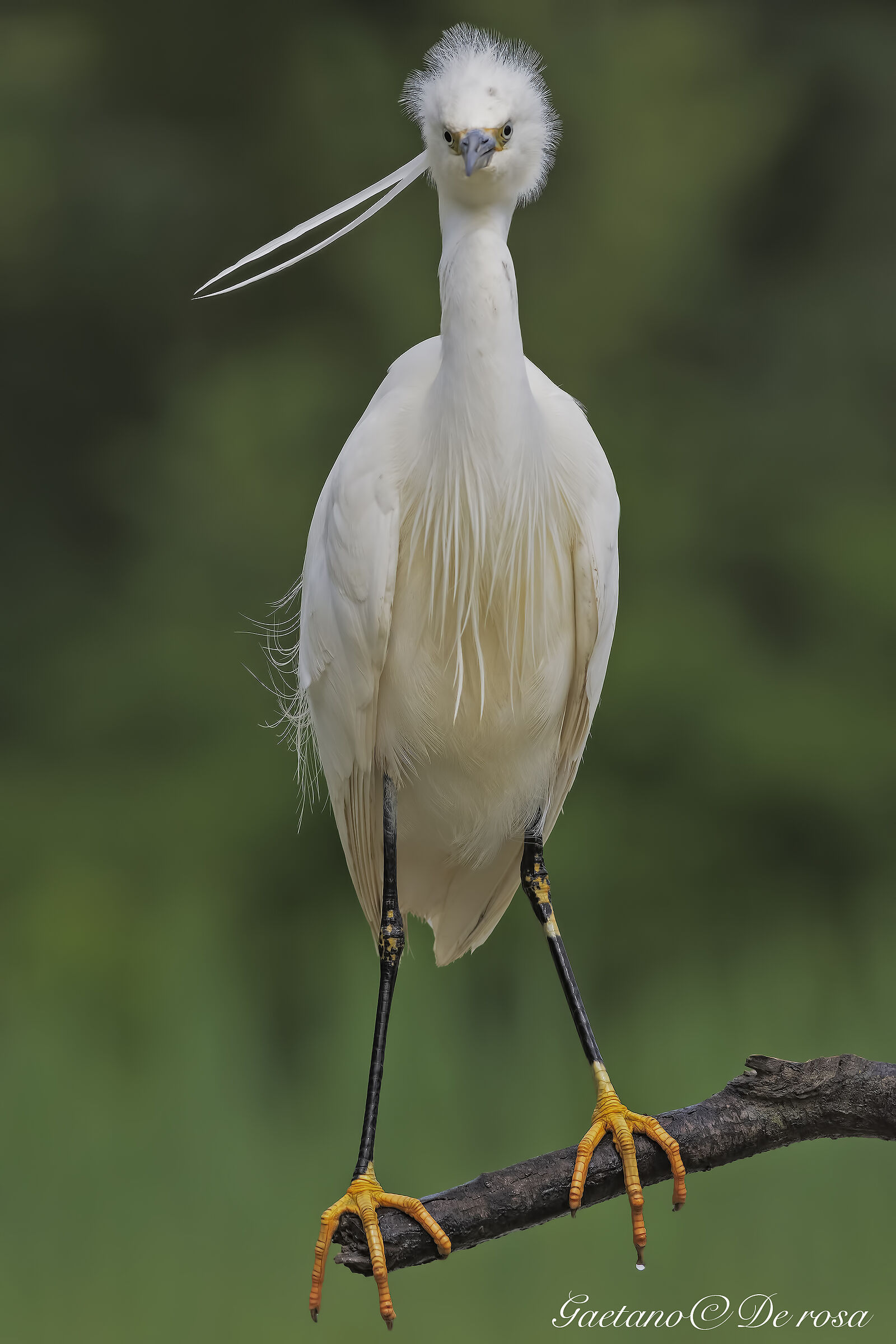 Egret