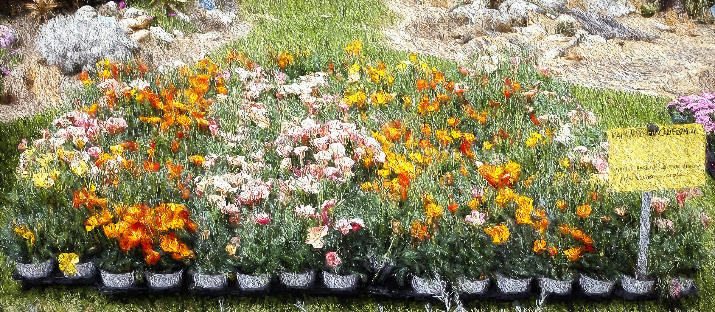 Poppy Calfornia REMBR