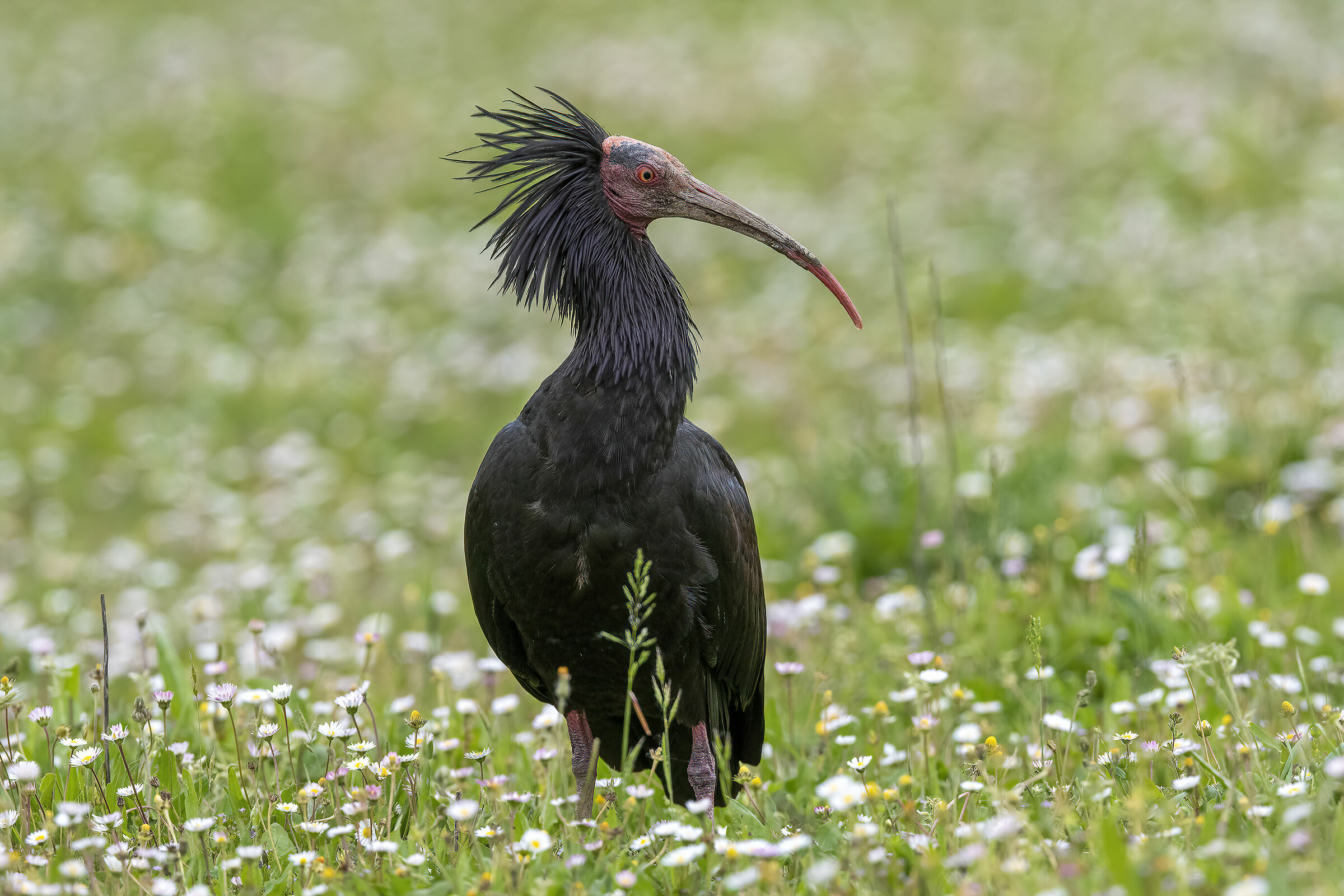 Hermit Ibis
