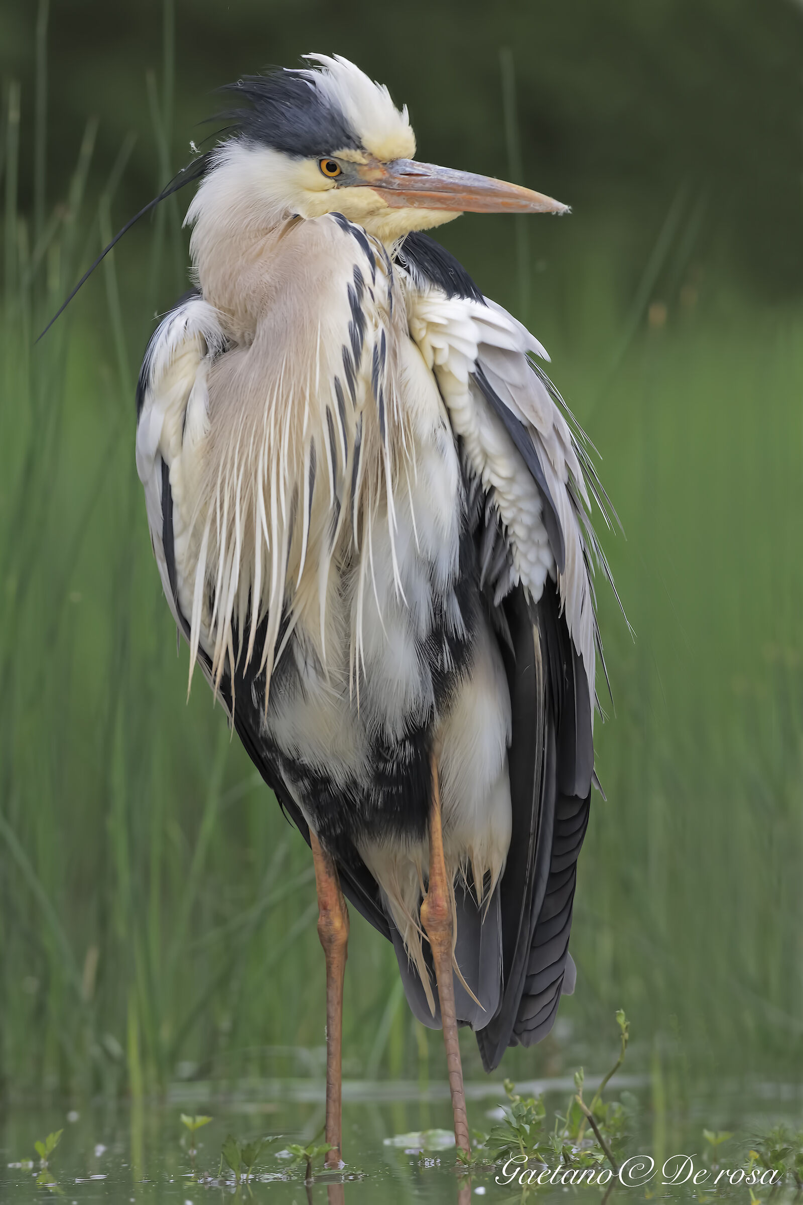Grey Heron