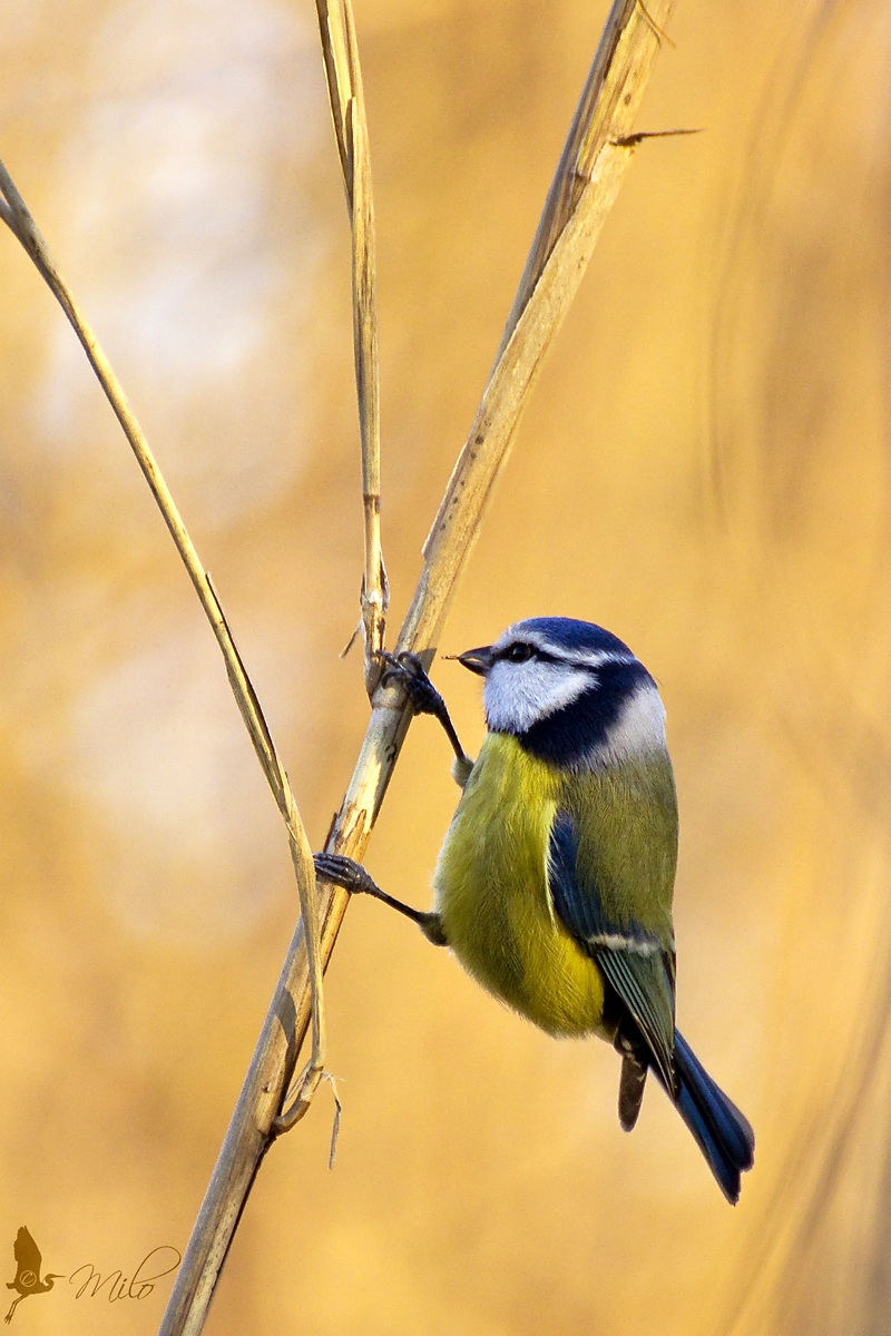 Blue Tit in search of insects