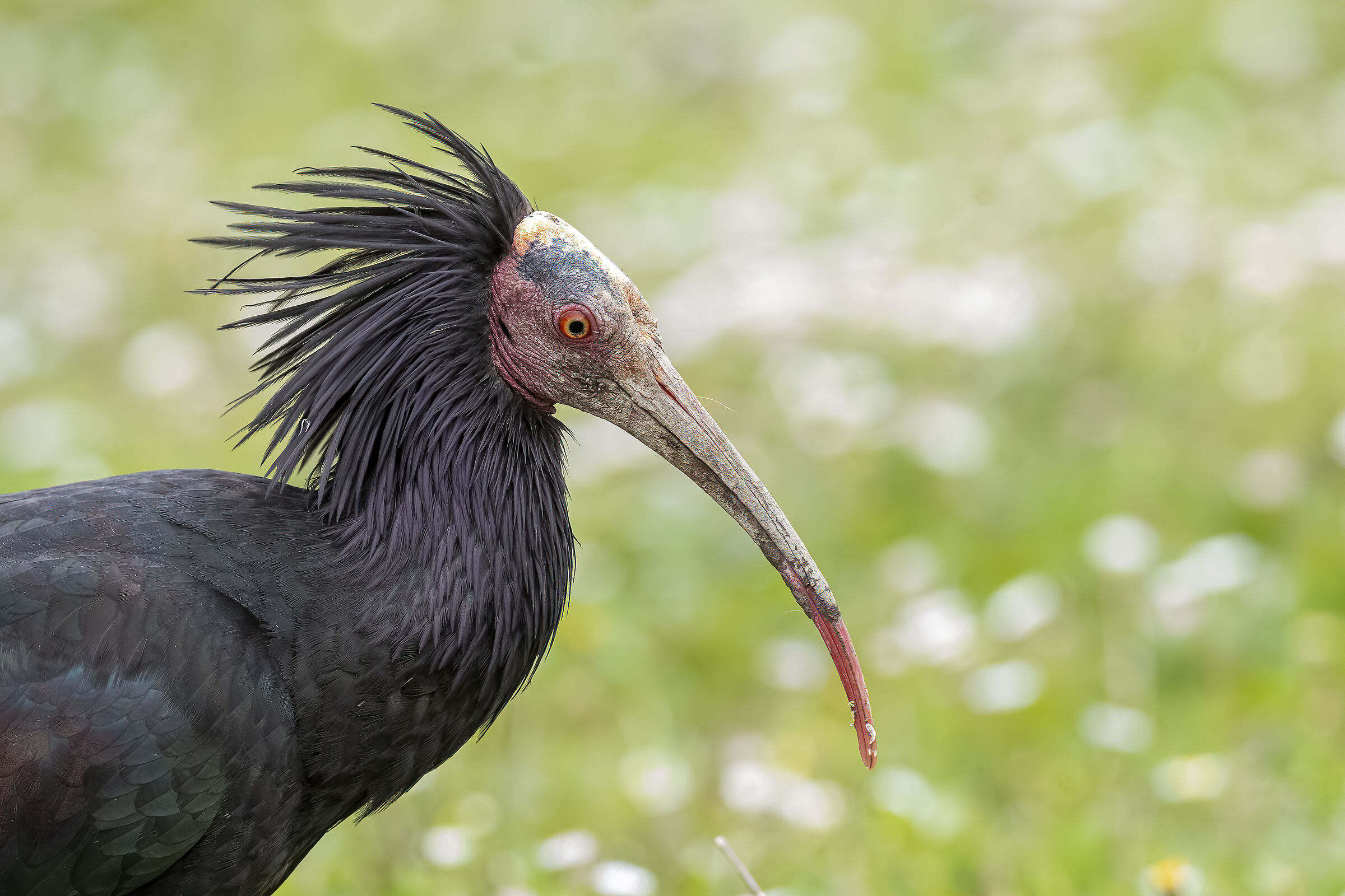 Hermit Ibis