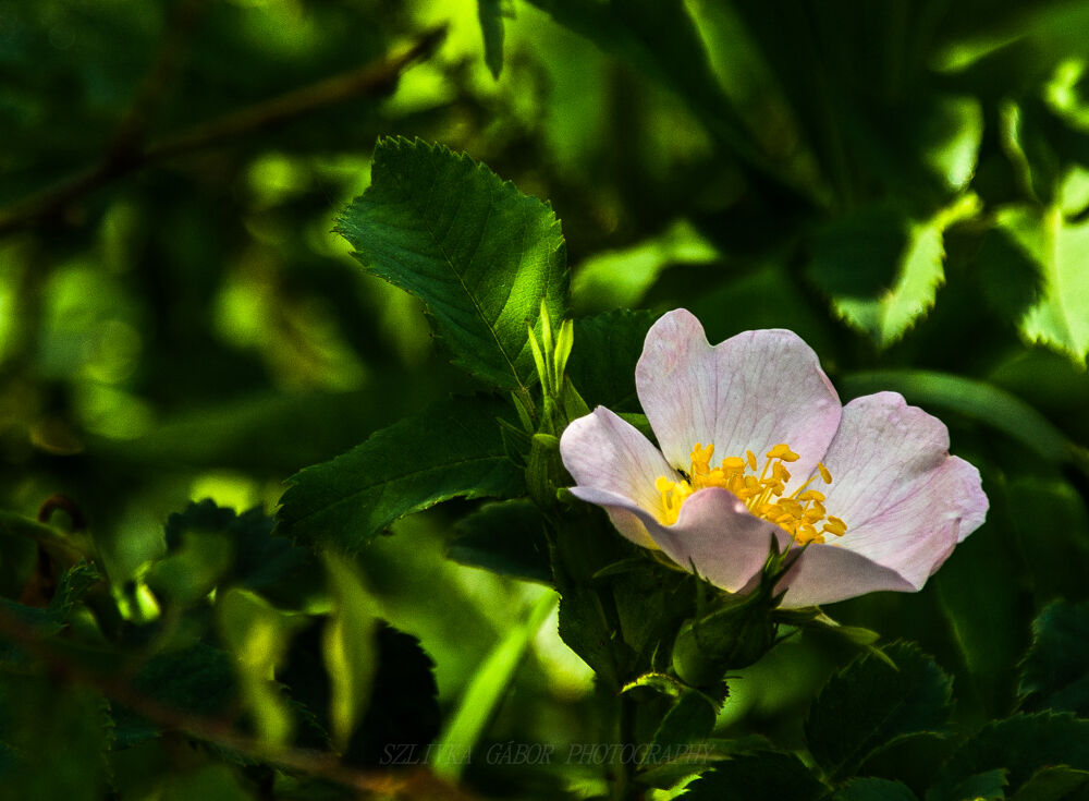 Rosa canina