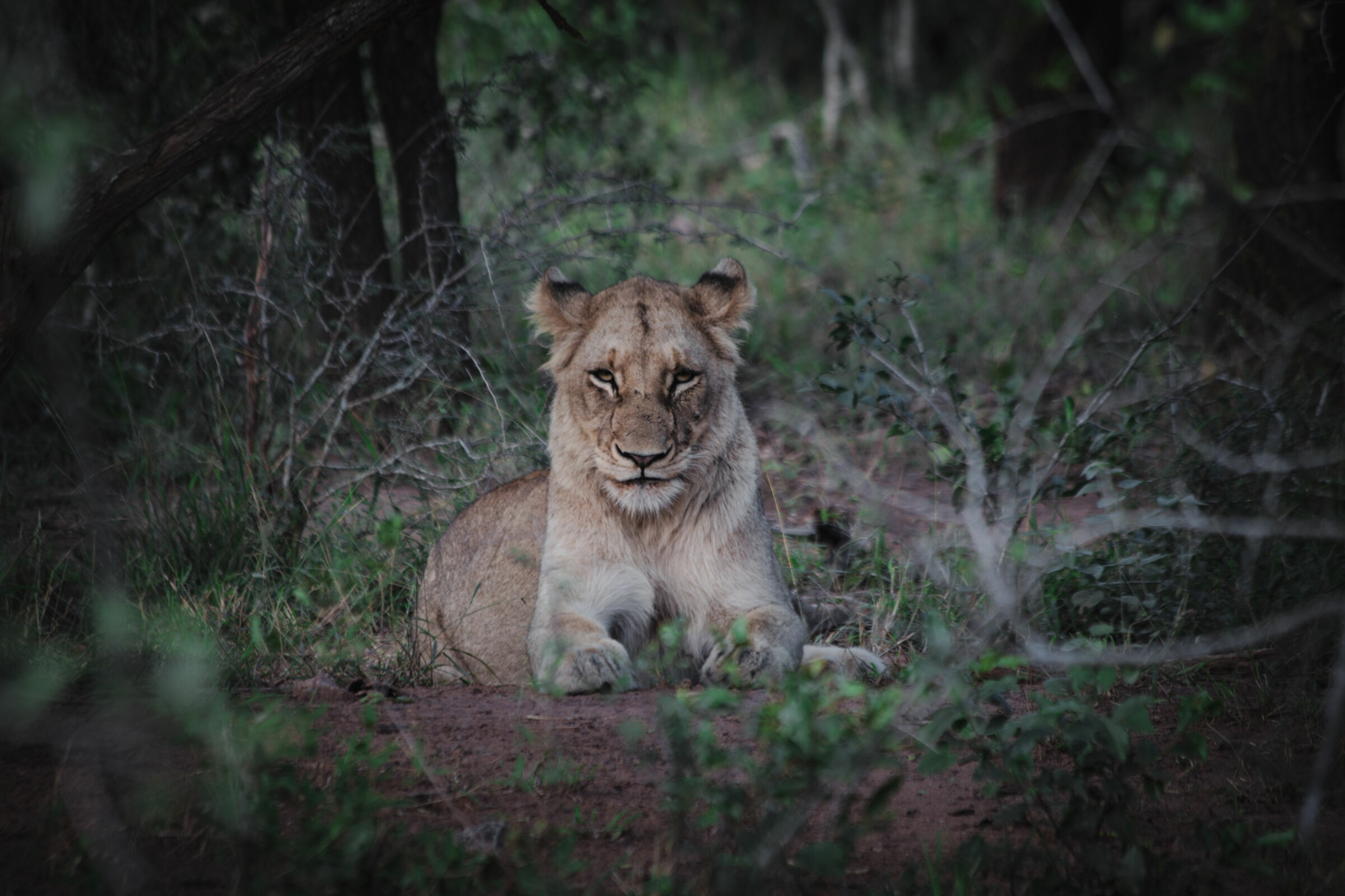 la regina del kruger