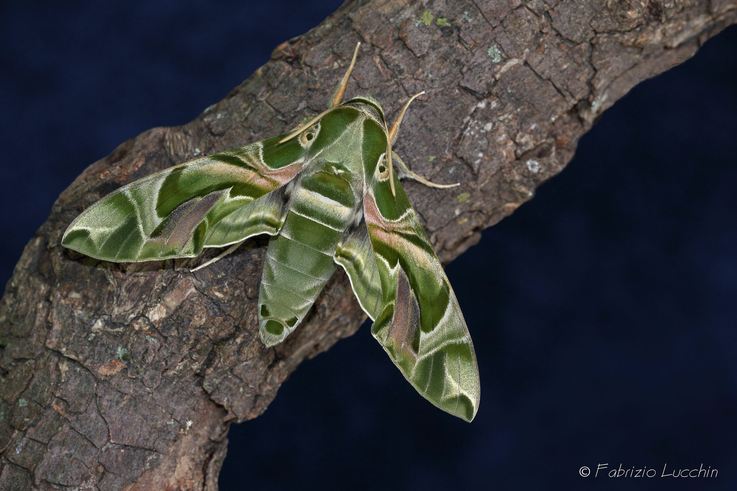 Sfinge dell' Oleandro  (esemplare maschio)