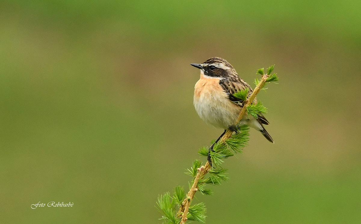 Whinchat...