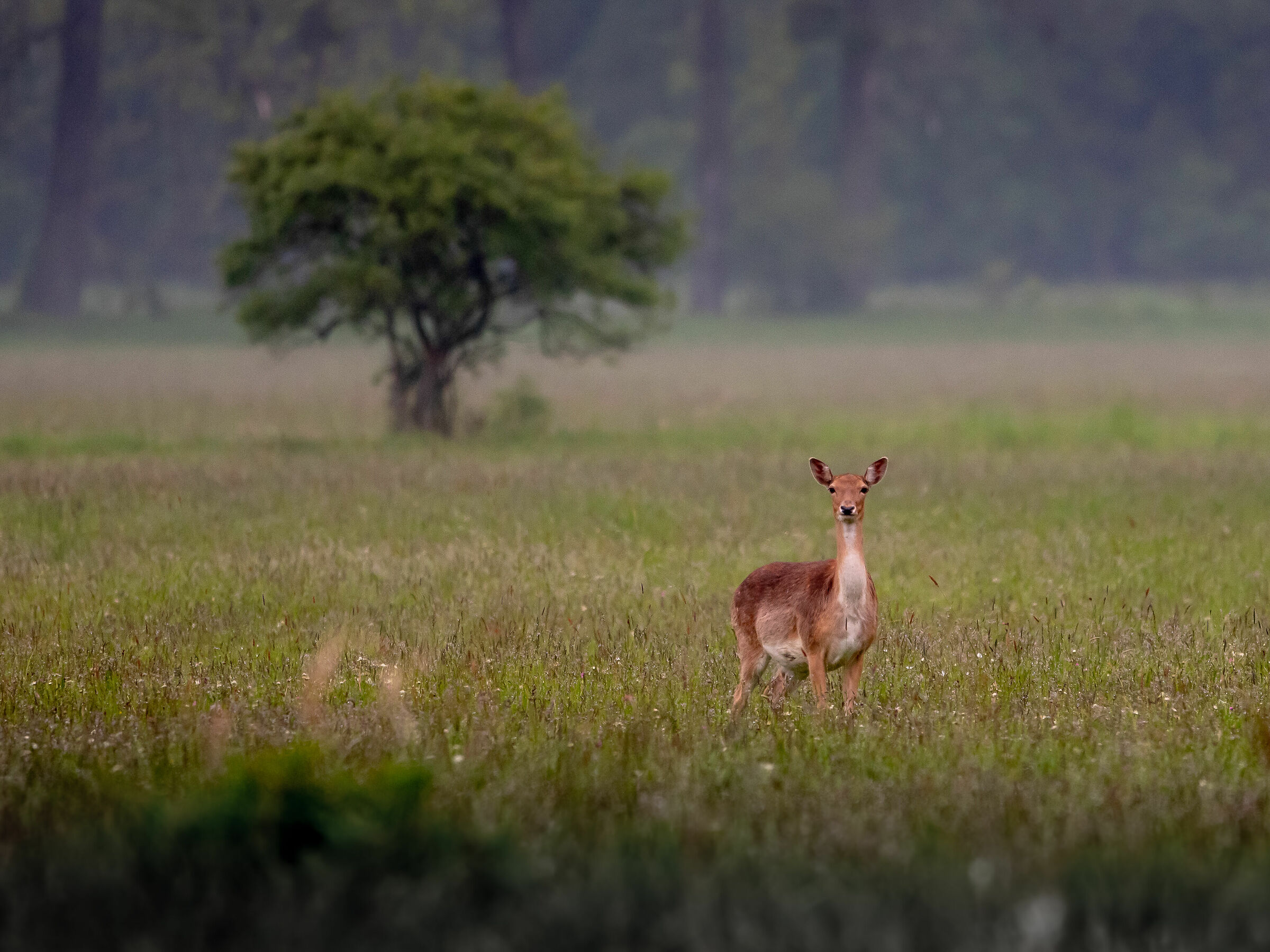 Fallow deer (doe)