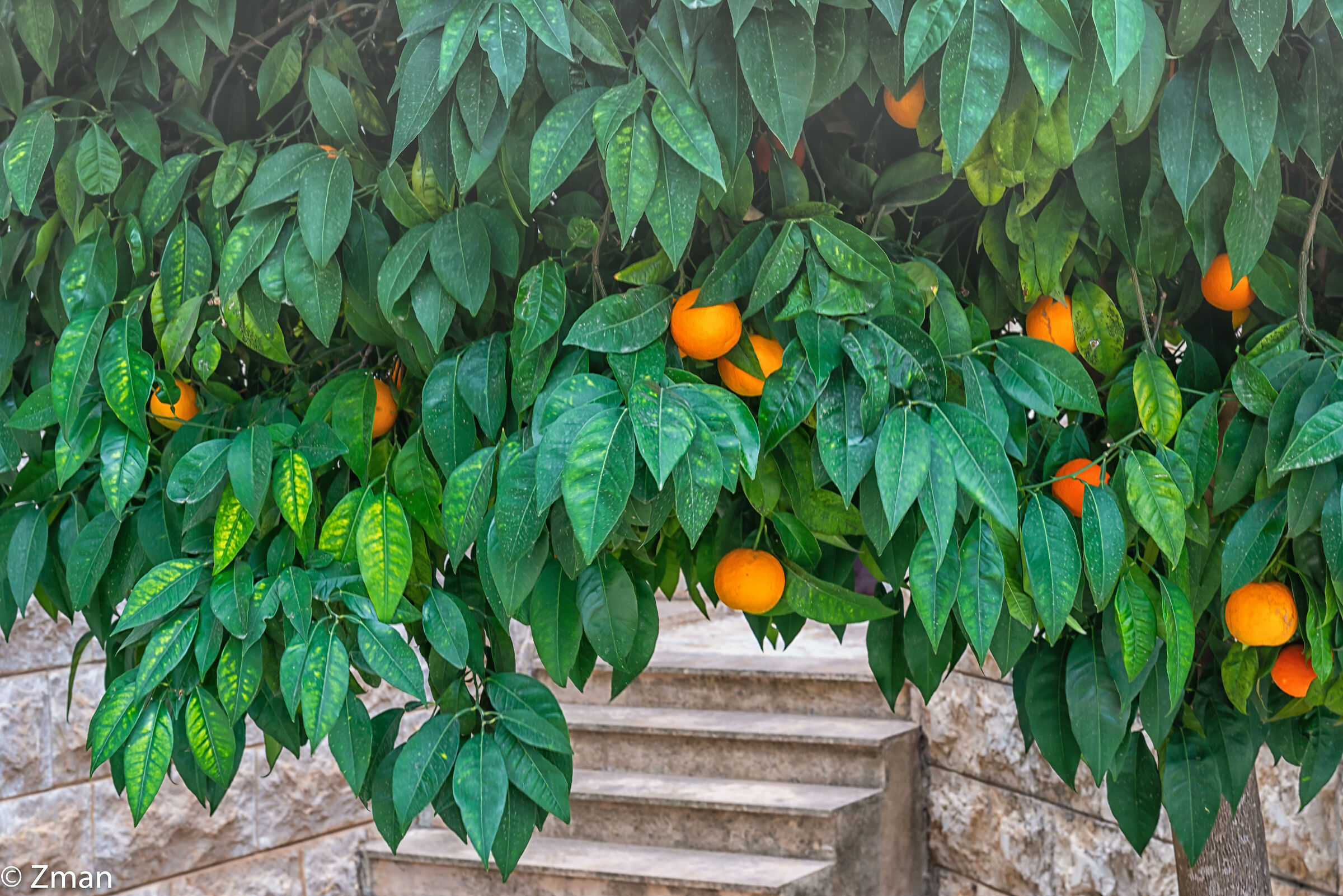 L'albero arancione