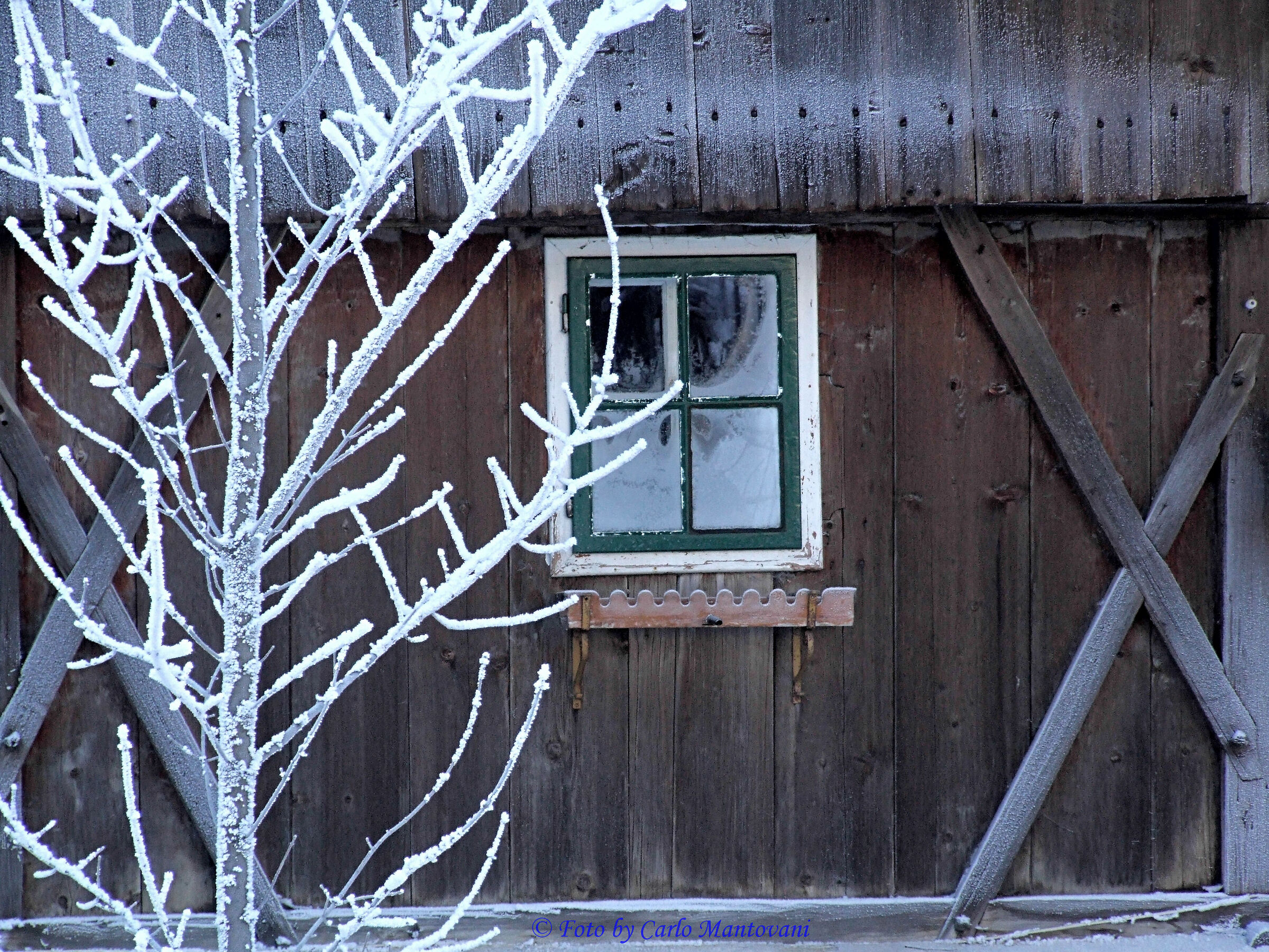 Freddo (VBadia_0285)