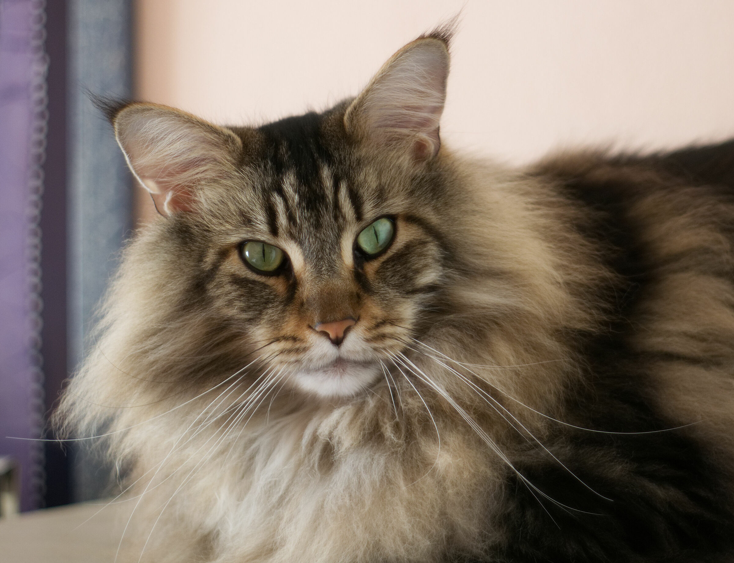 Balu' il bello di casa