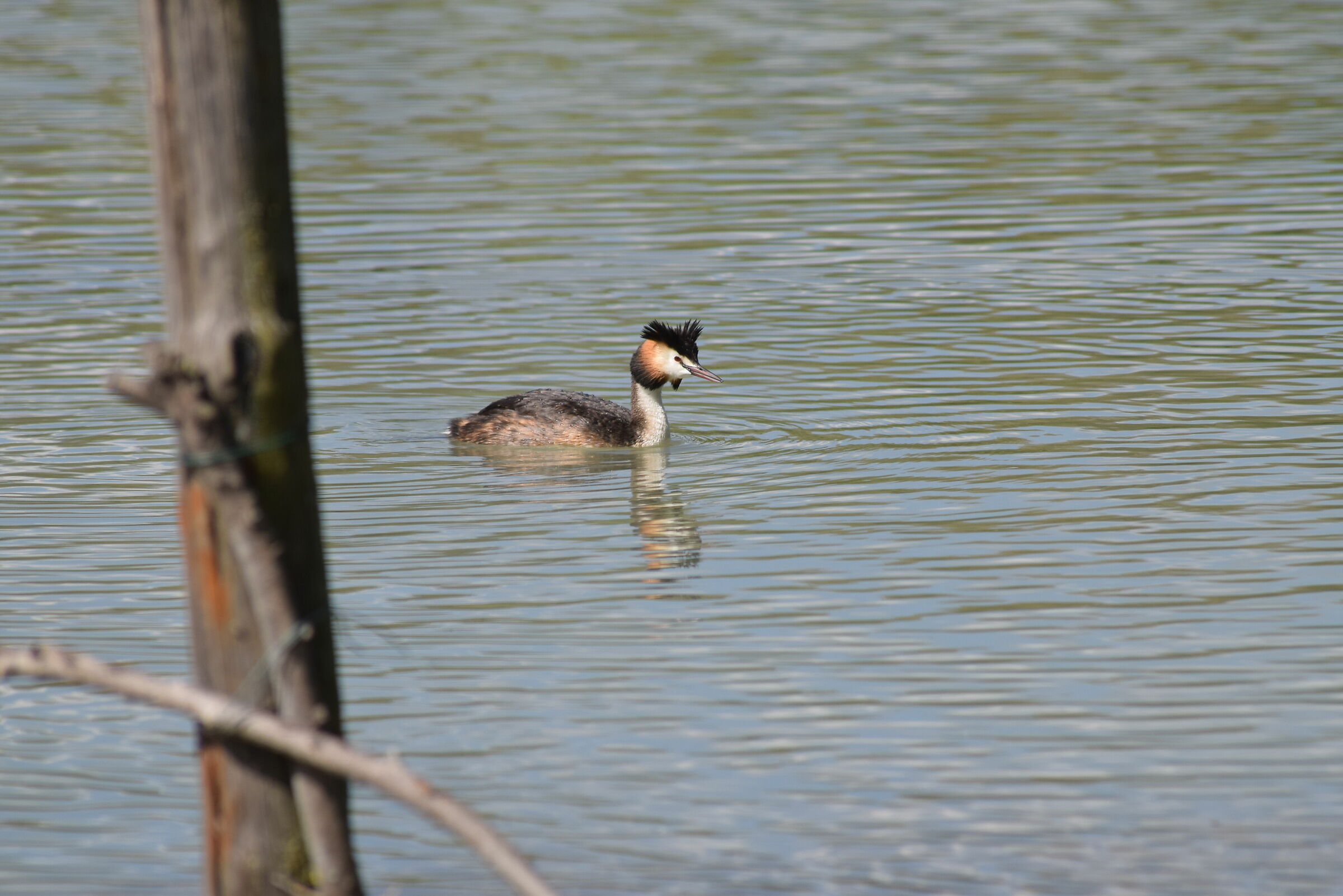 Looking for fish