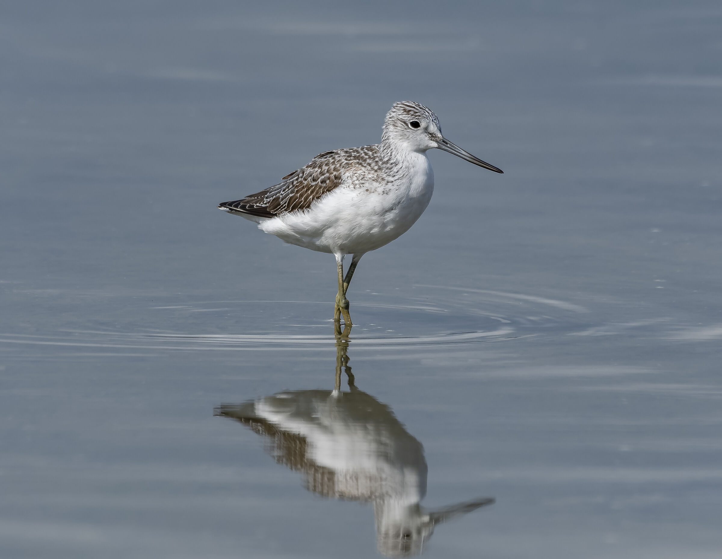 Pantana-Tringa nebularia