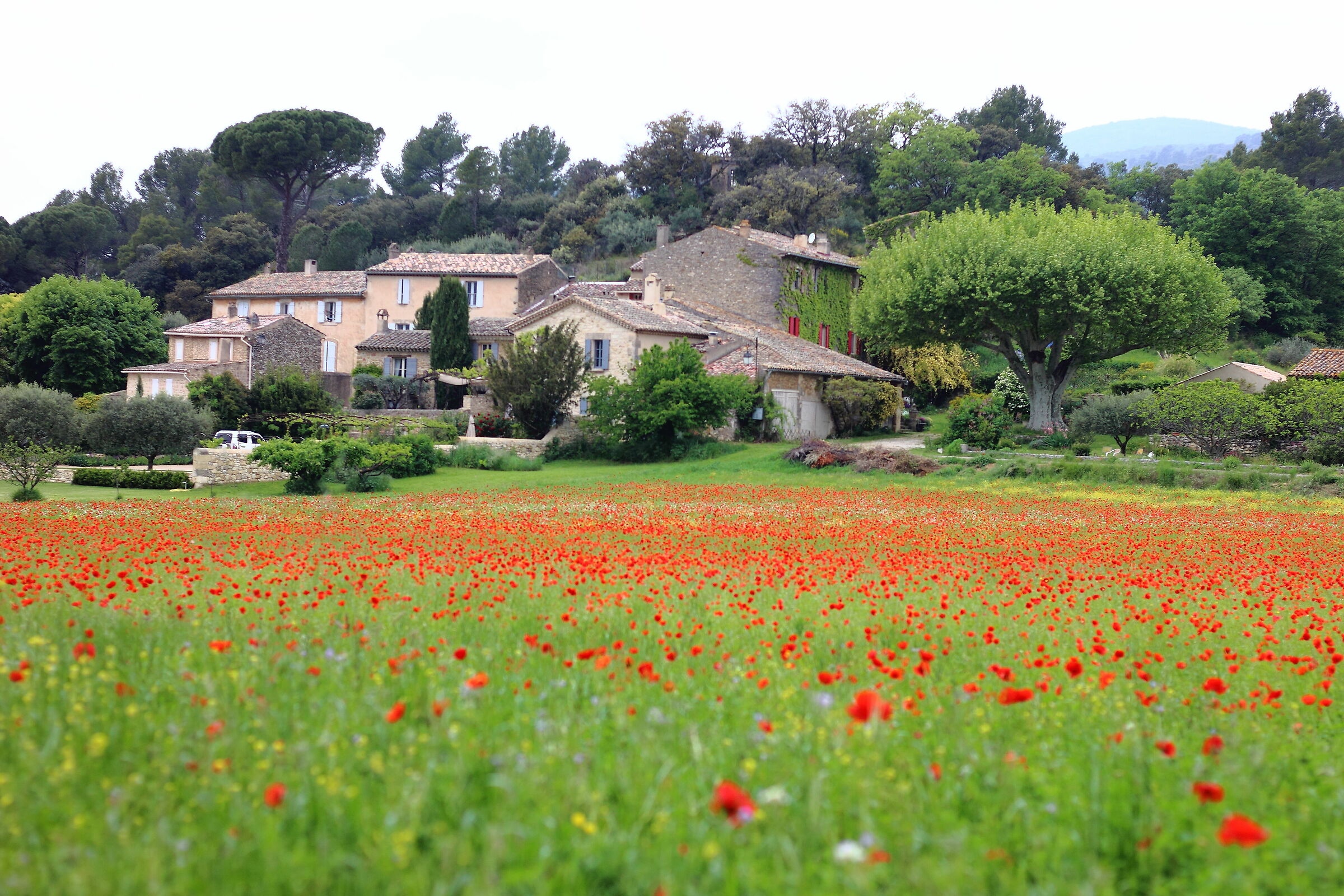 Meno alto dei papaveri