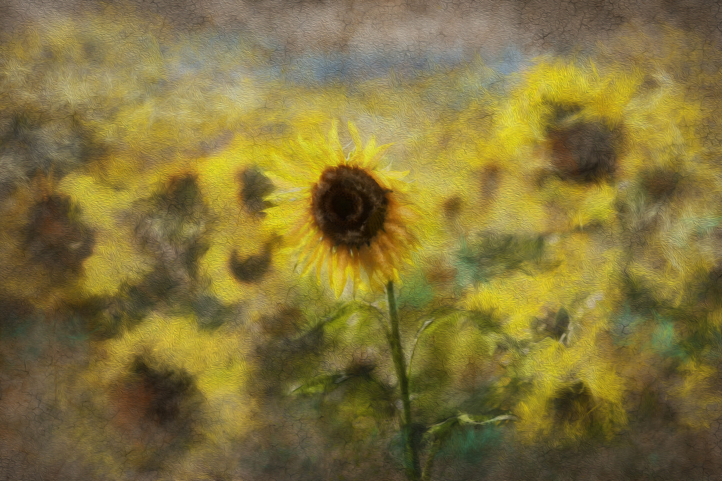 field of sunflowers texture