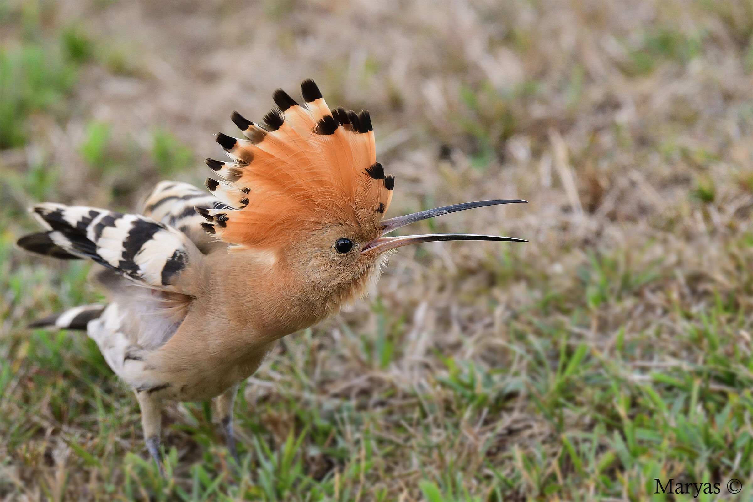 Hoopoe