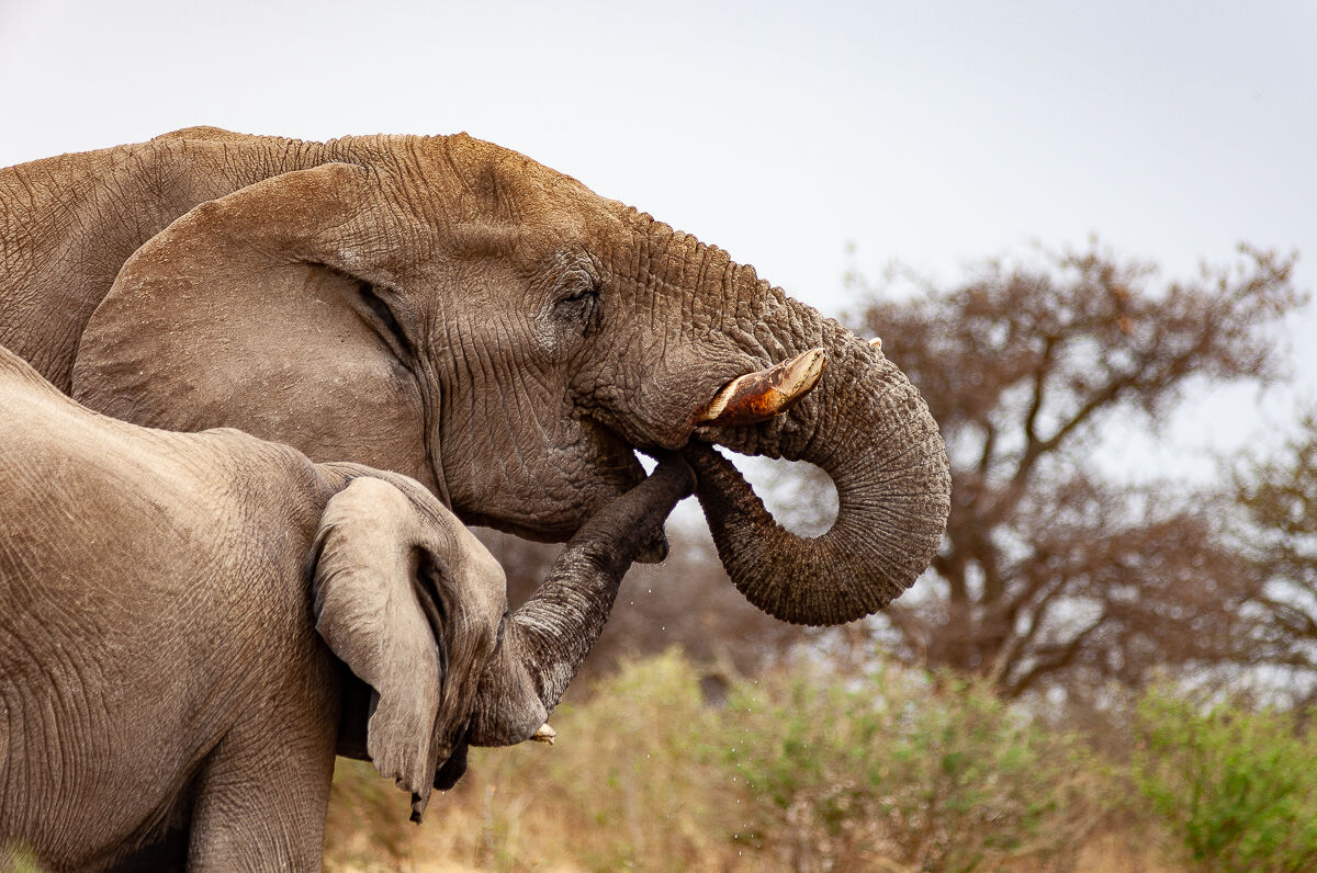Il piccolo ficcanaso.
