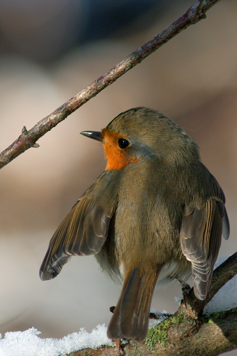 Pettirosso d'inverno
