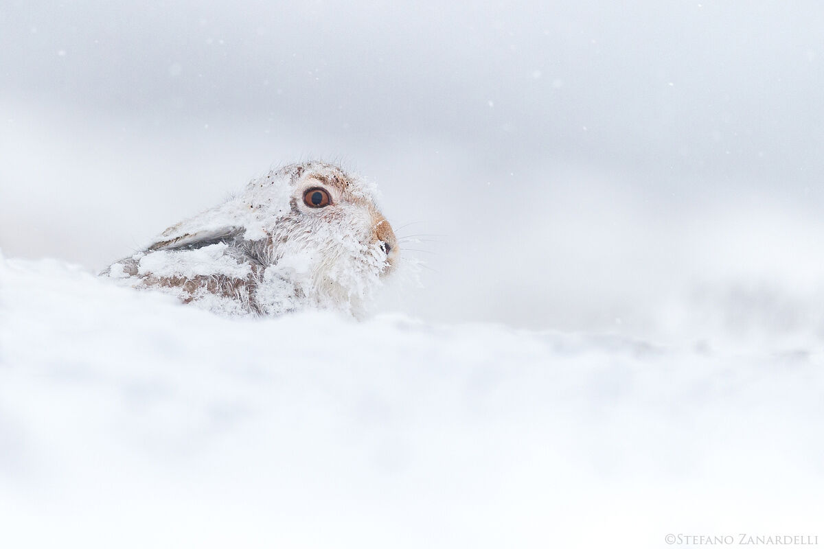 Mountain Hare