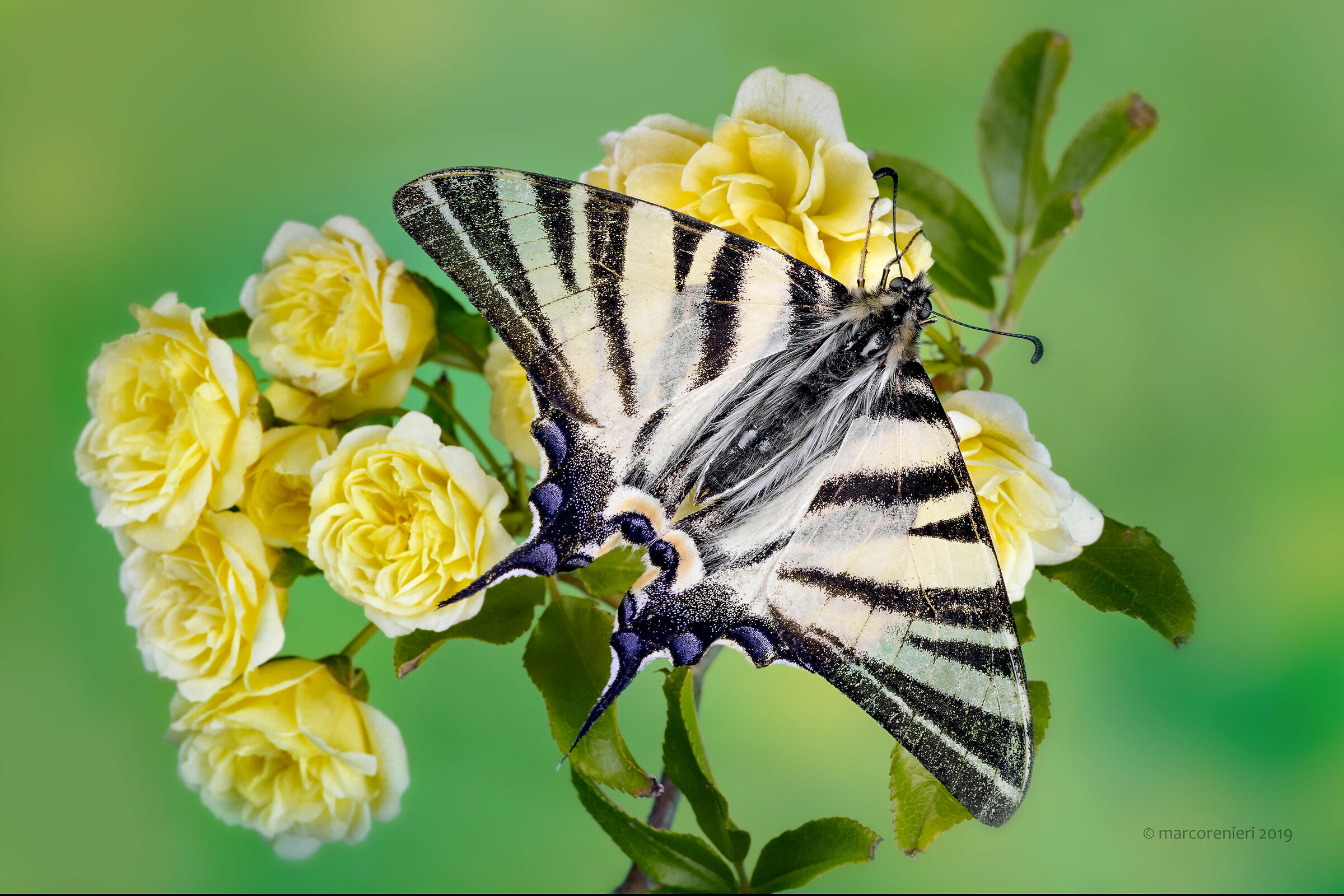 Scarce Swallowtail