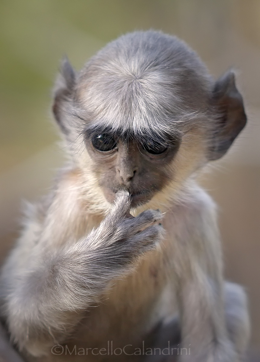 Baby Langur