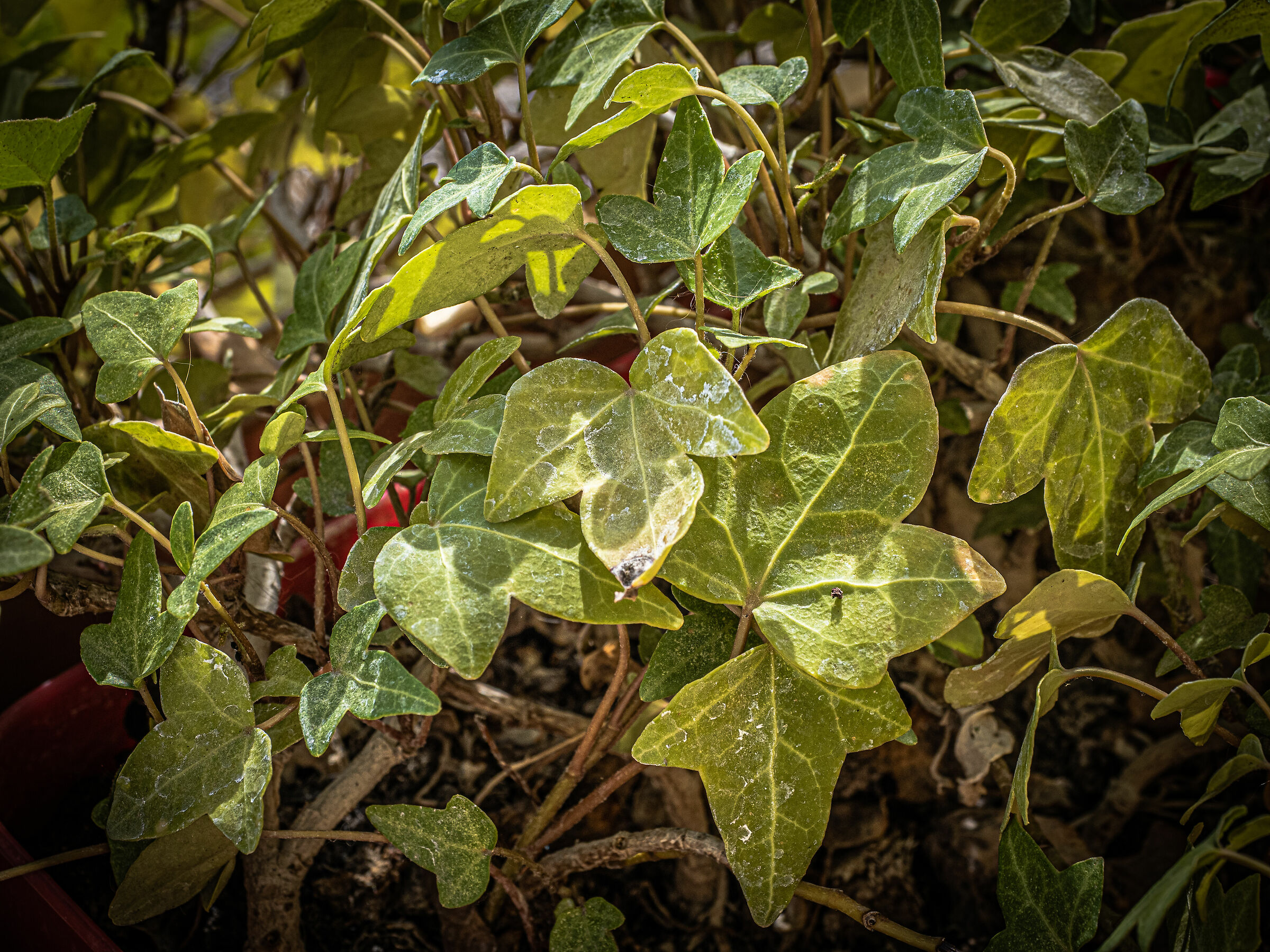ivy