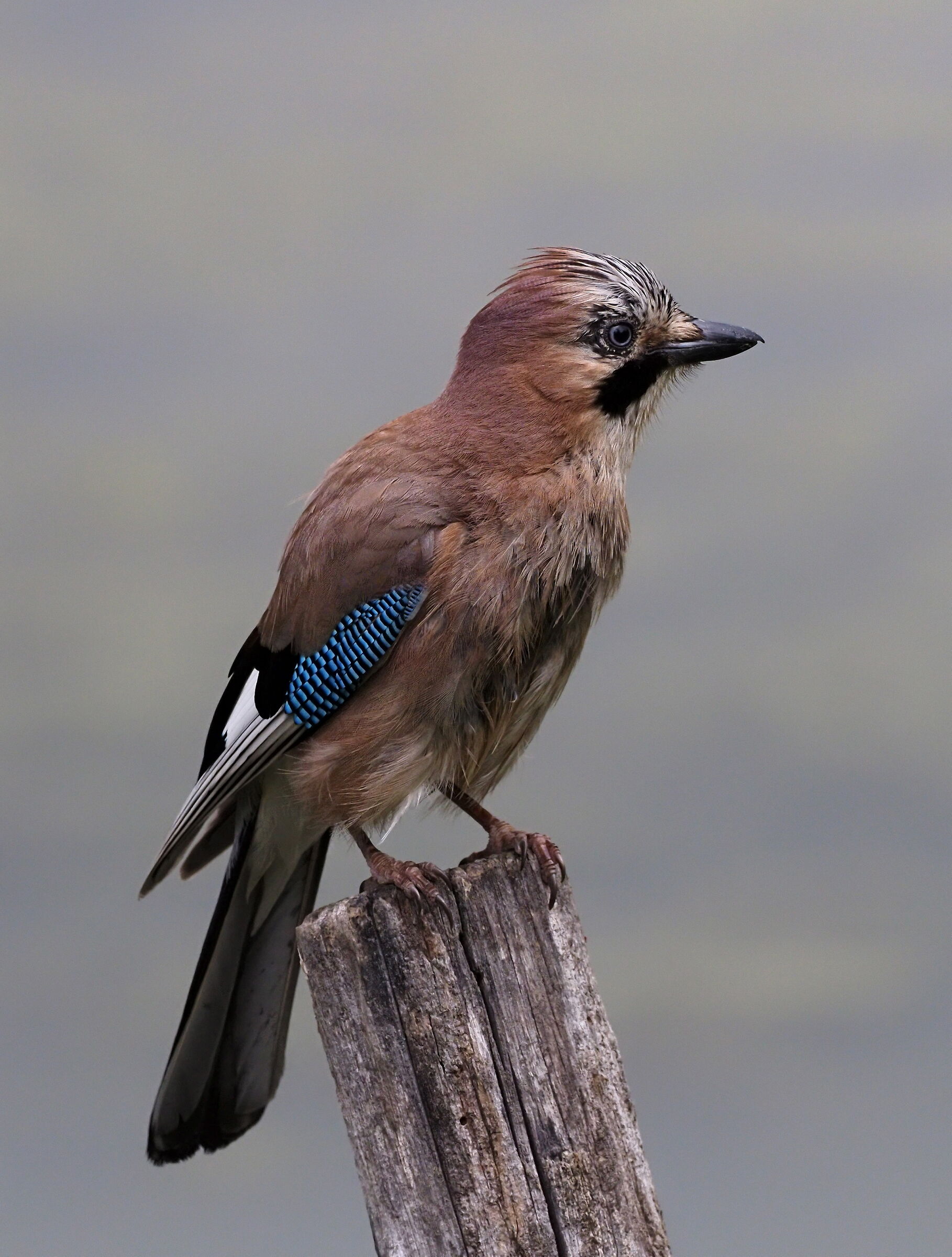 la Ghiandaia sopra al posatoio del martino