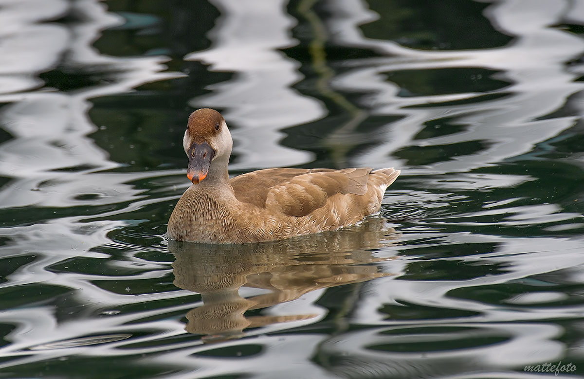 Turkish poof (Netta Rufina) female