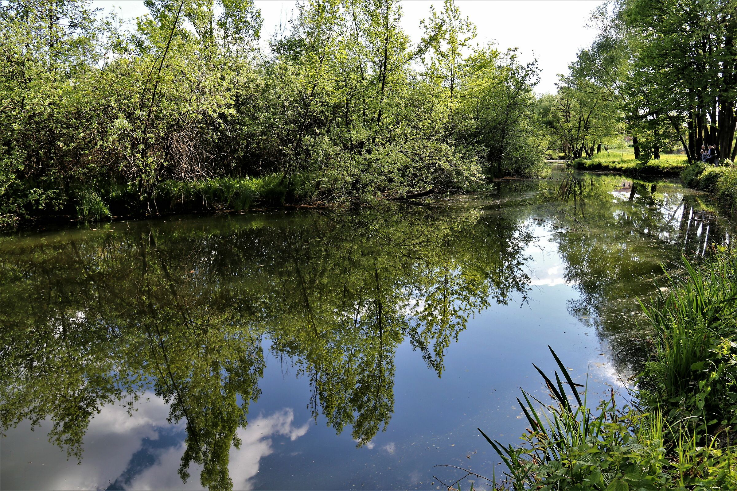 Riflessi  nel lago di Sartirana
