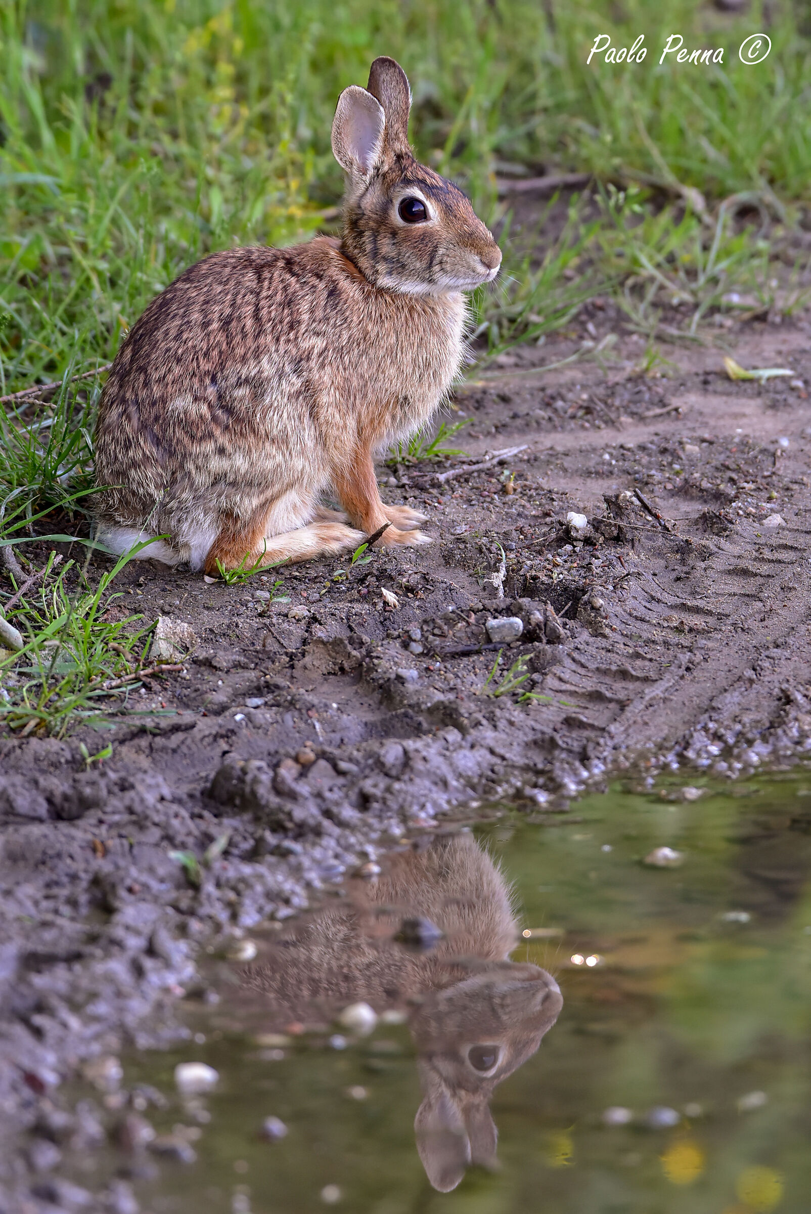 Mini lepre allo specchio