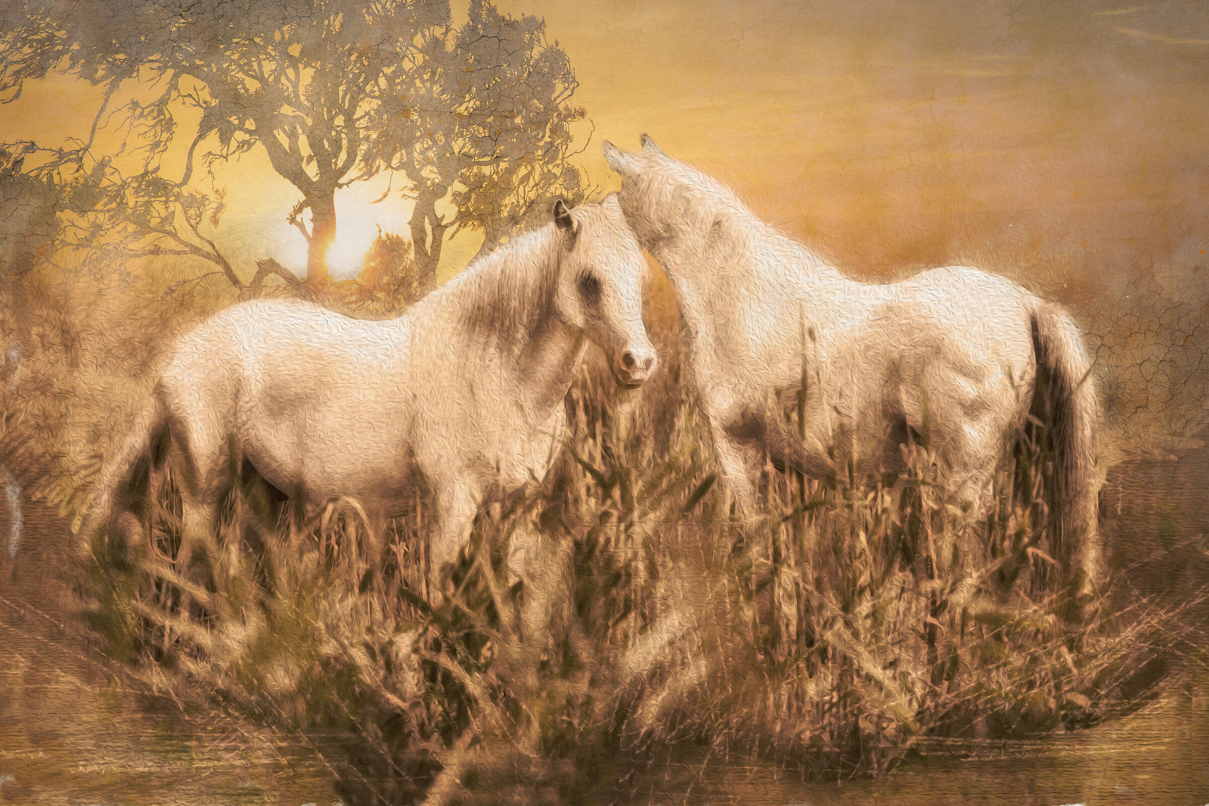 cavalli in libertà Provenza fotopittura