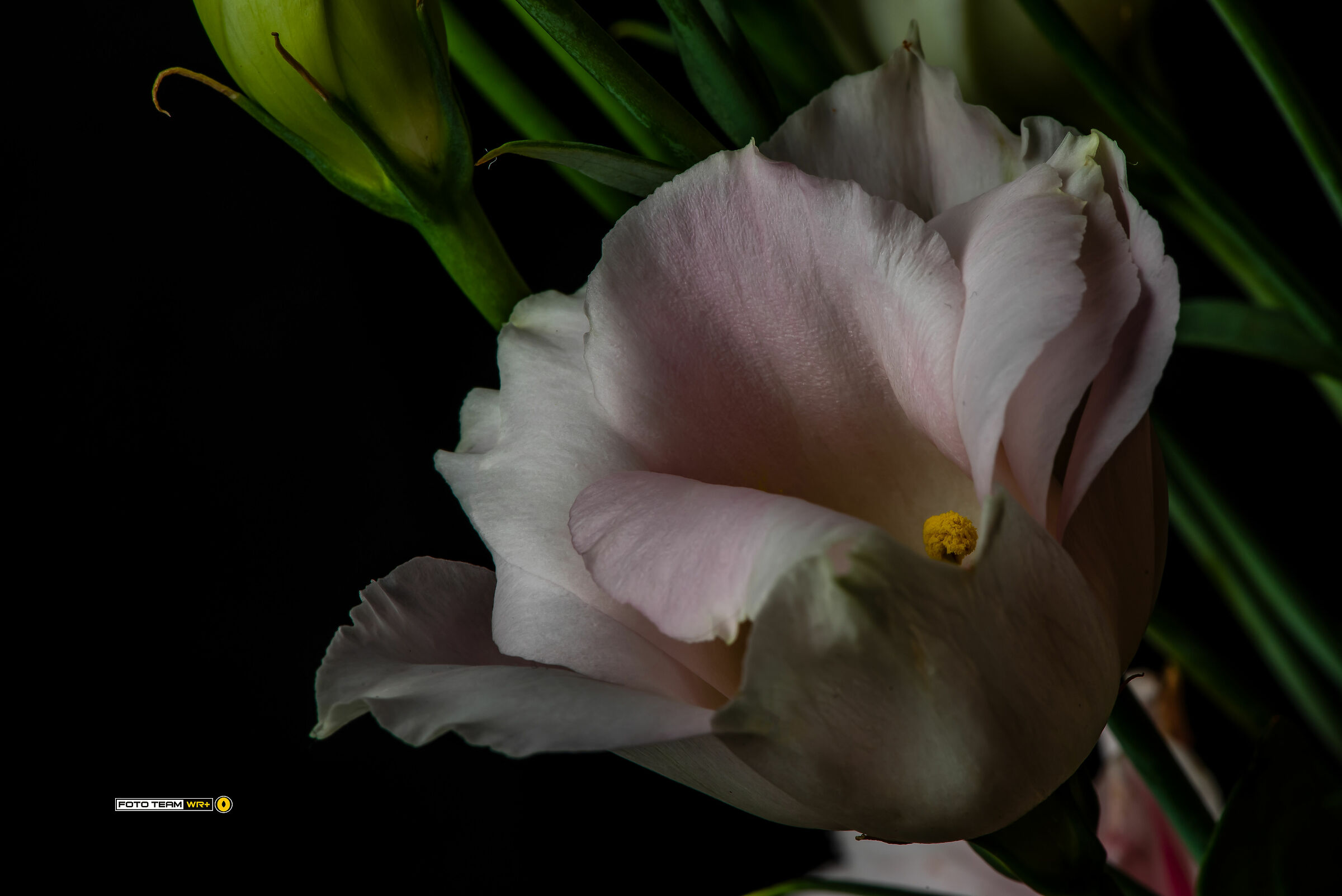 Lisianthus