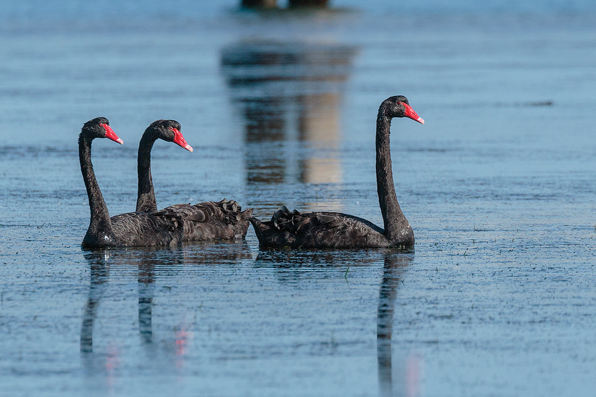 Black Swans