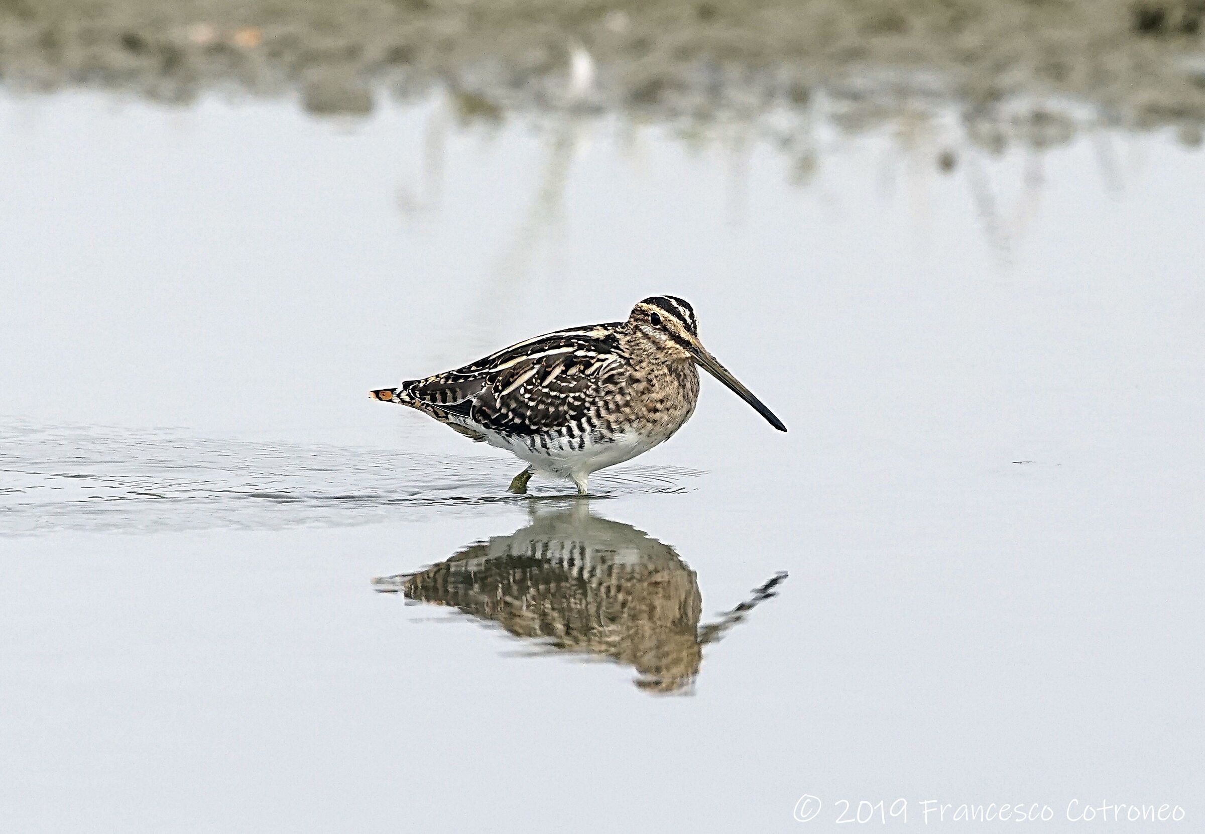 Beccaccino al pascolo...