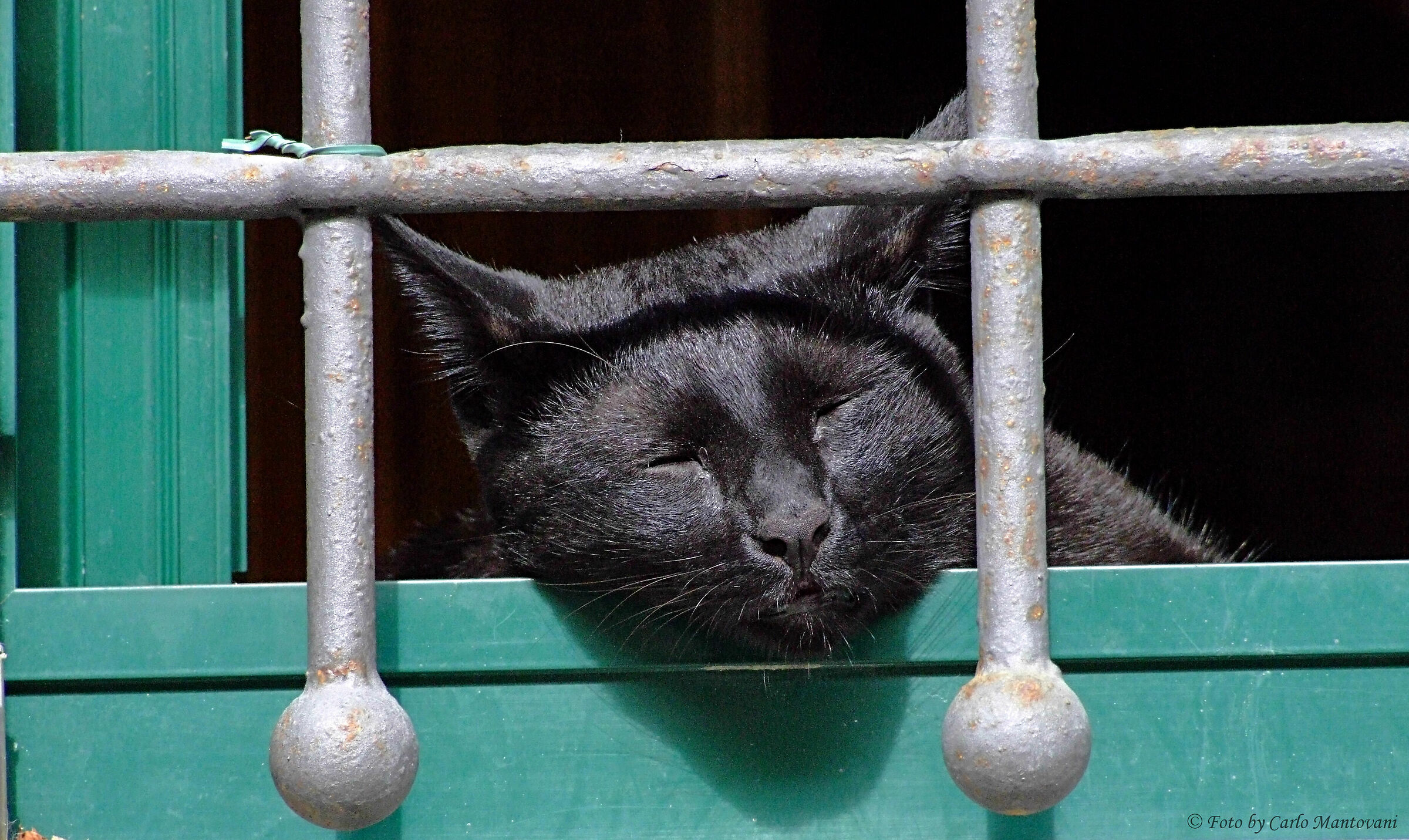 Gatto in carcere