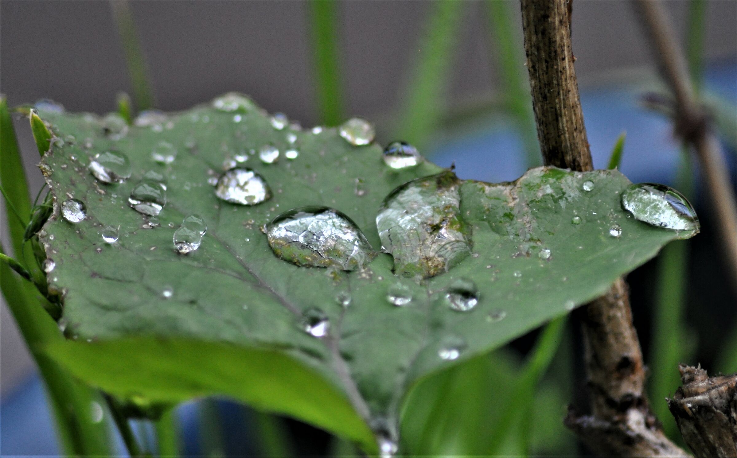 ...sul balcone i fiori dopo la pioggia...