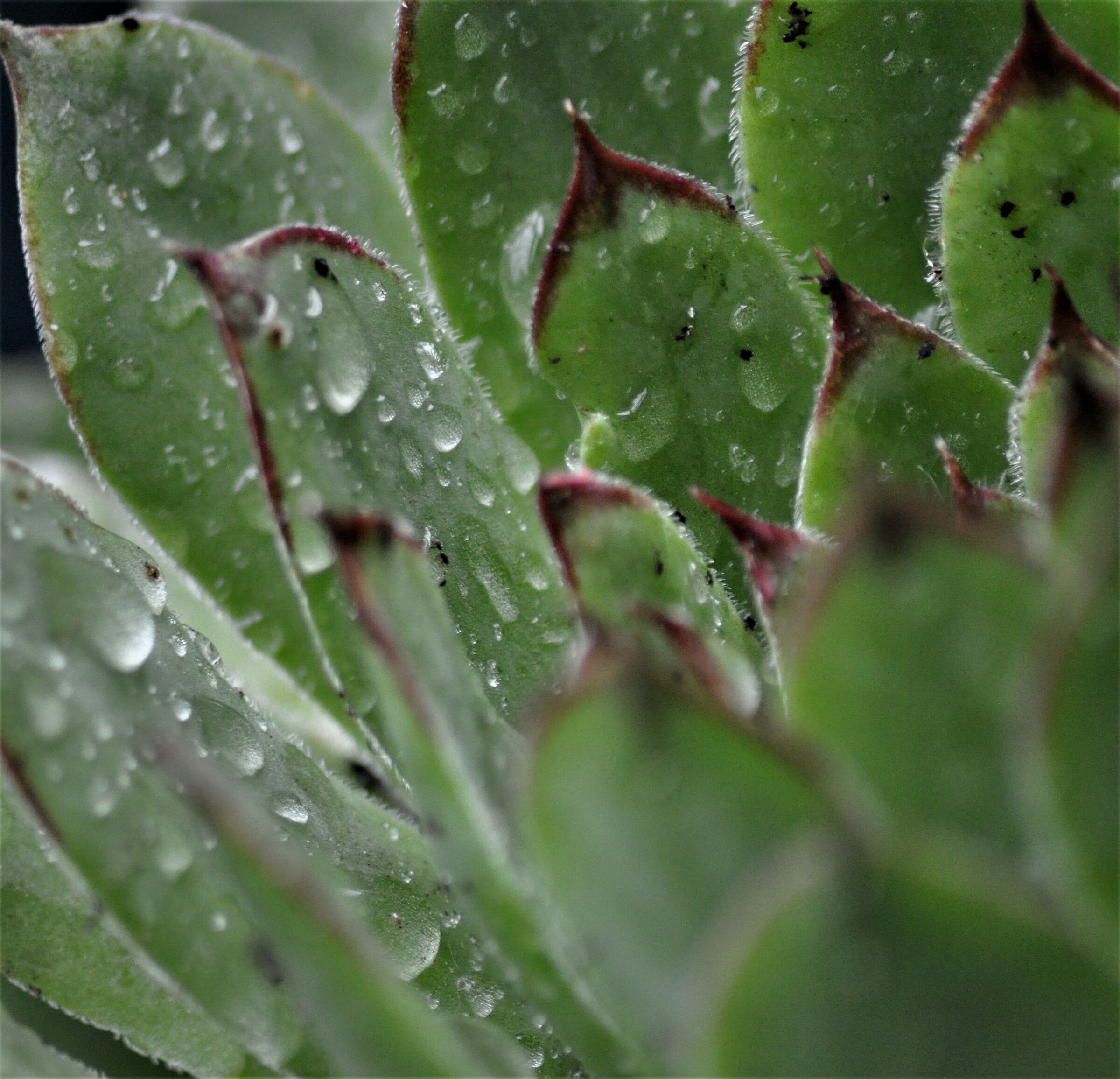 ...sul balcone i fiori dopo la pioggia...
