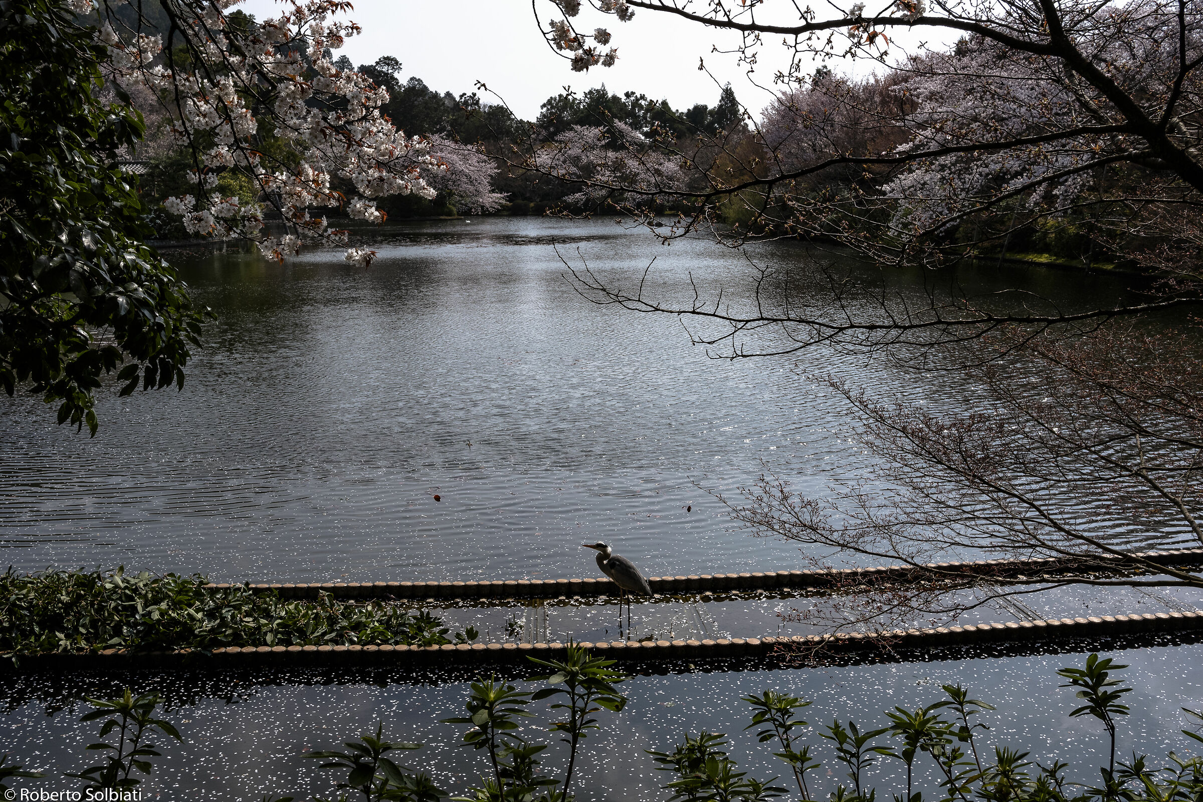 Prospettive naturali