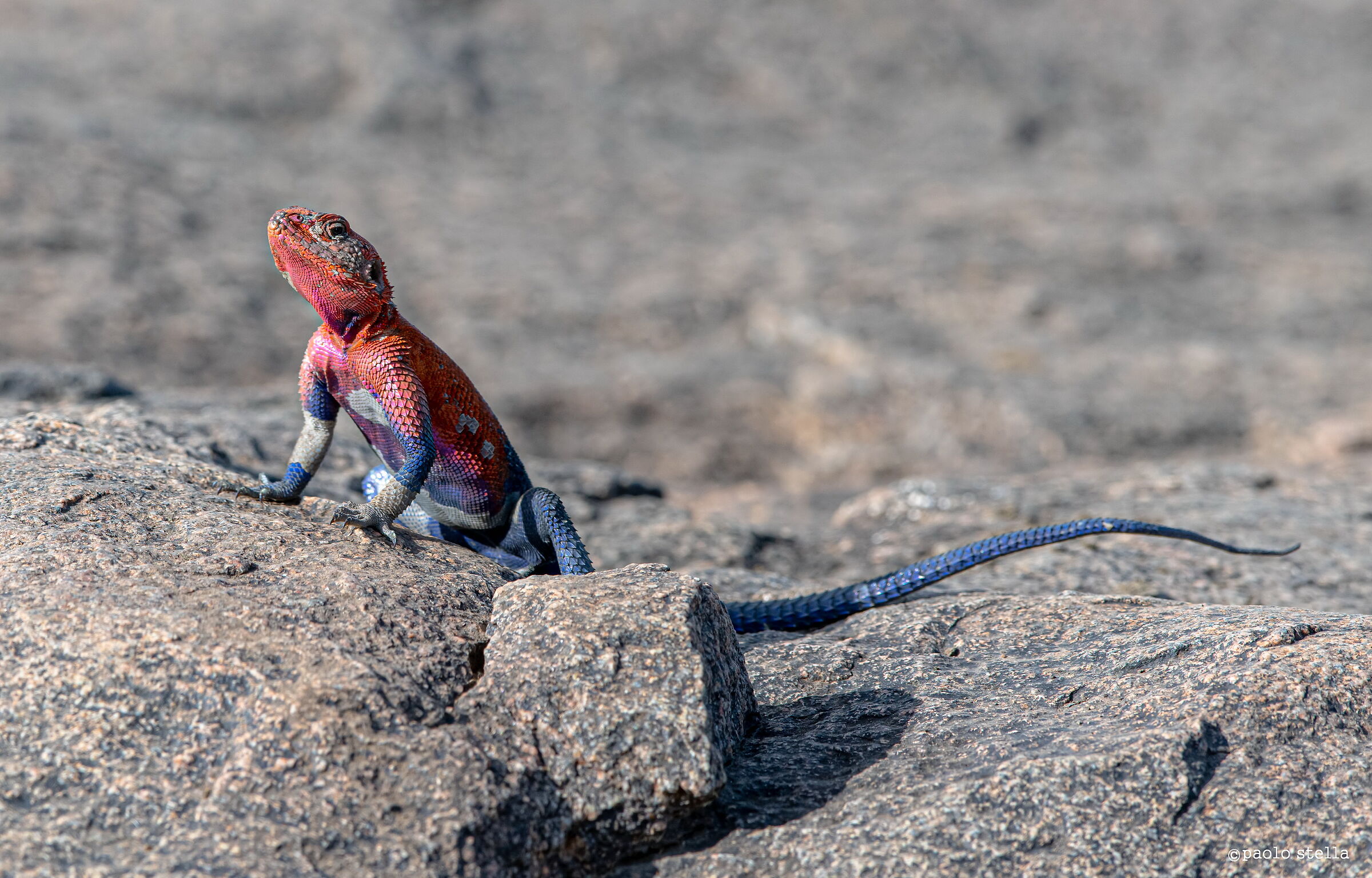 Rock Agama