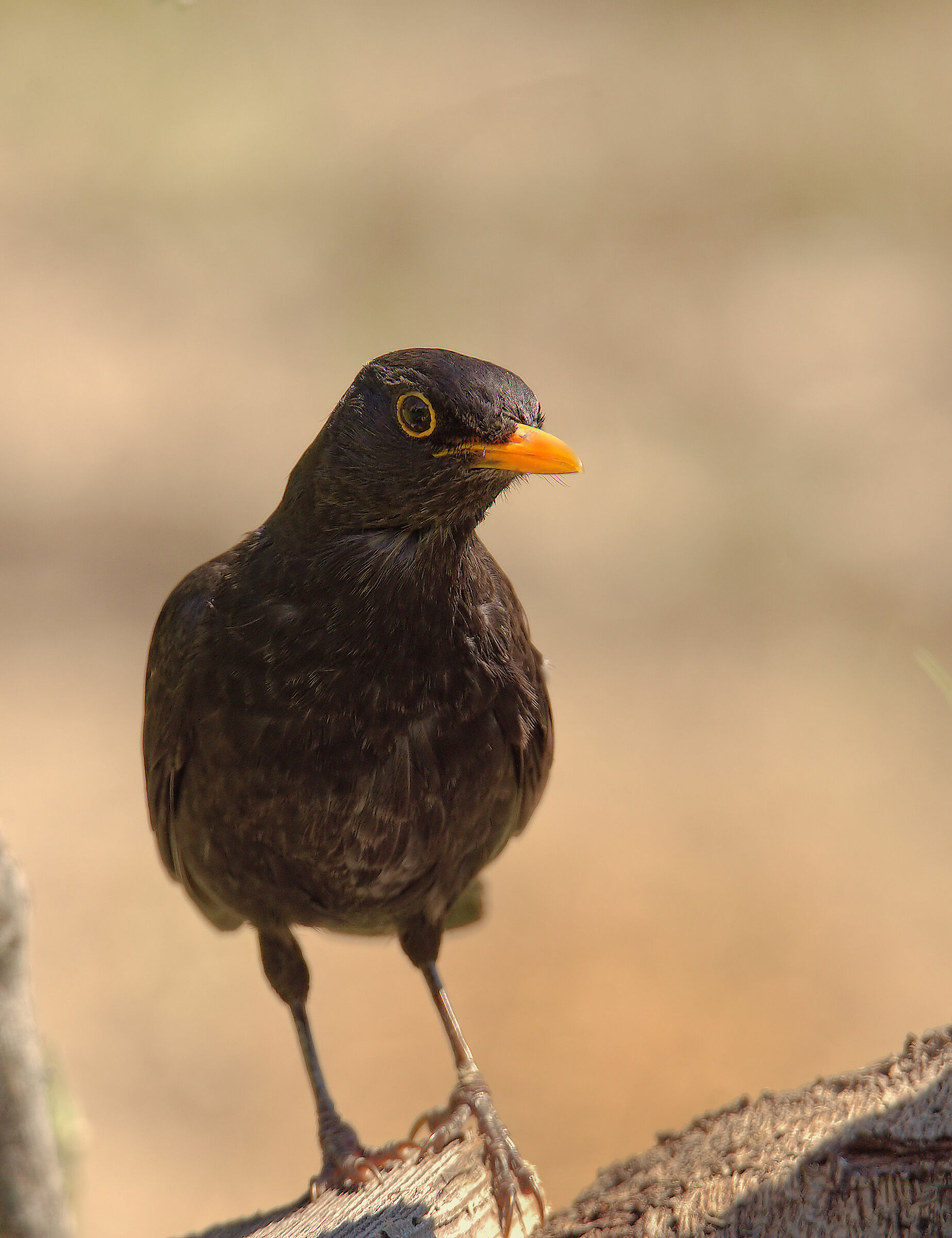 Male Blackbird