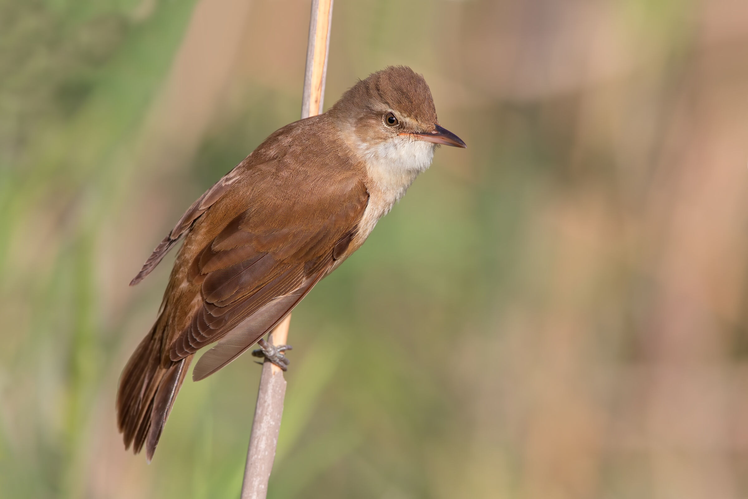 Great Reed Warbler