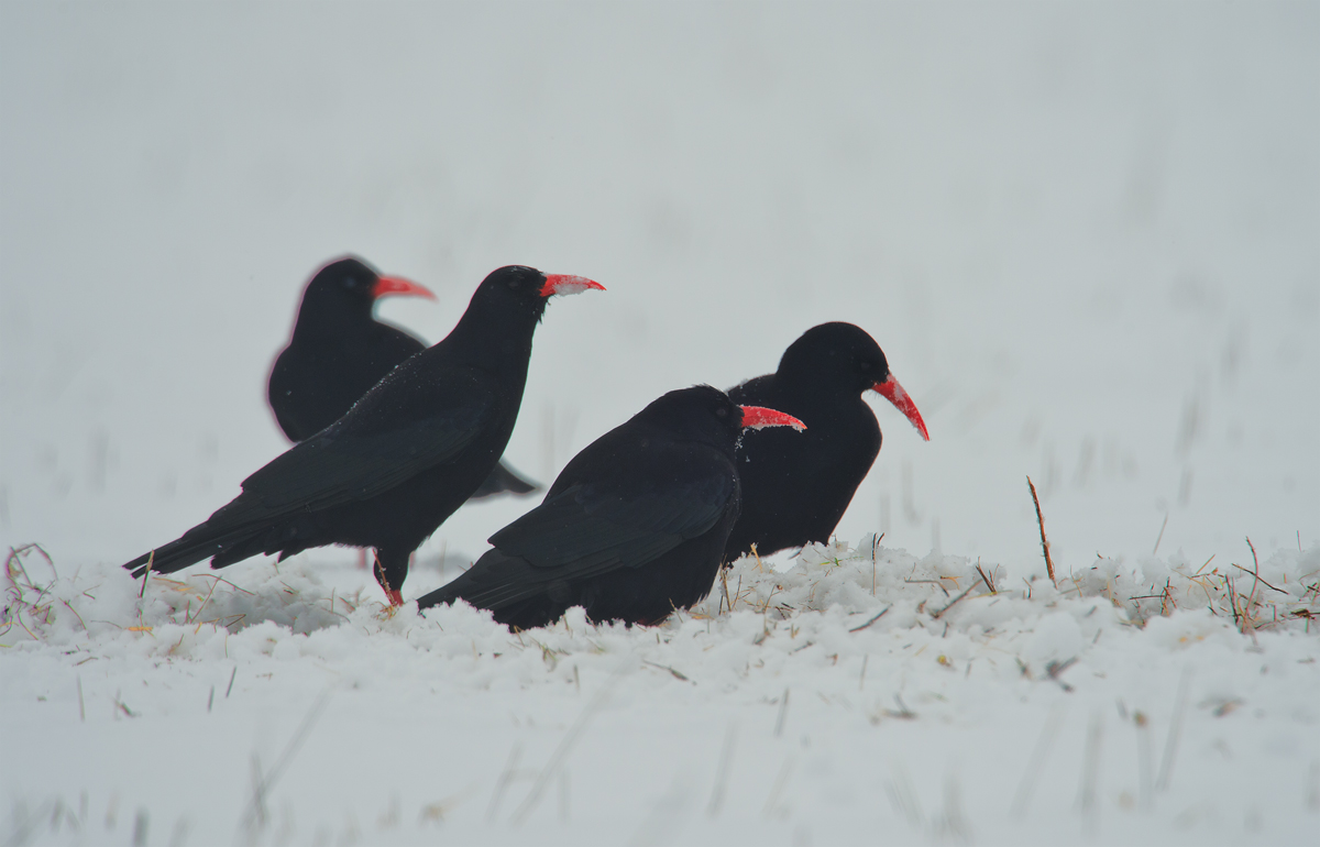 a complicated picture