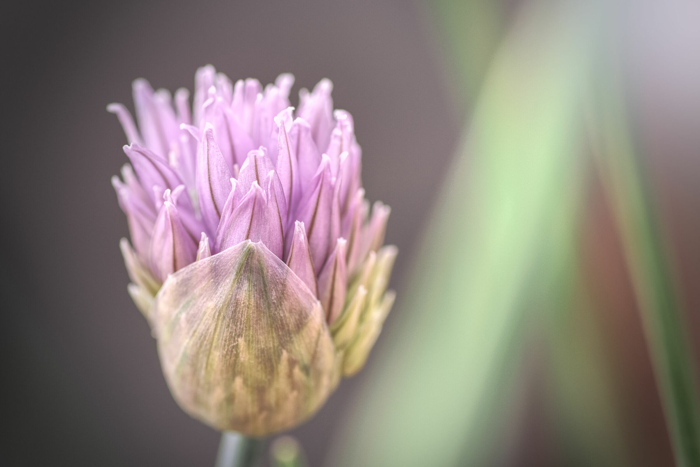 Chive flower