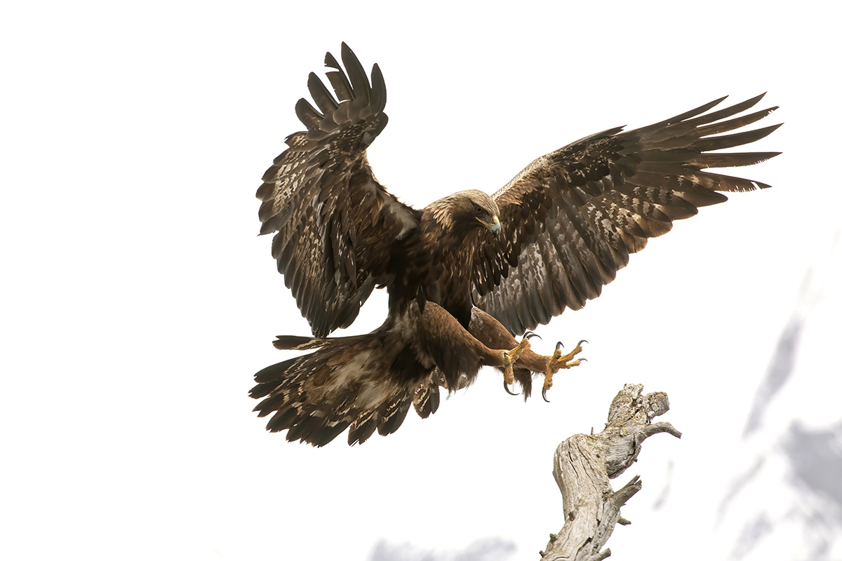 Royal Eagle-Italian Alps-