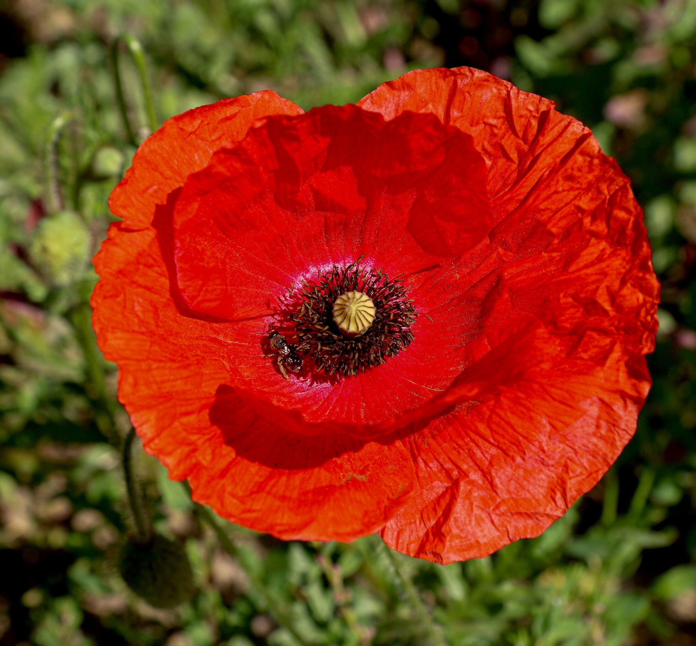 Papavero, con ospite.