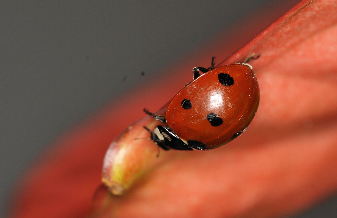 Ladybug