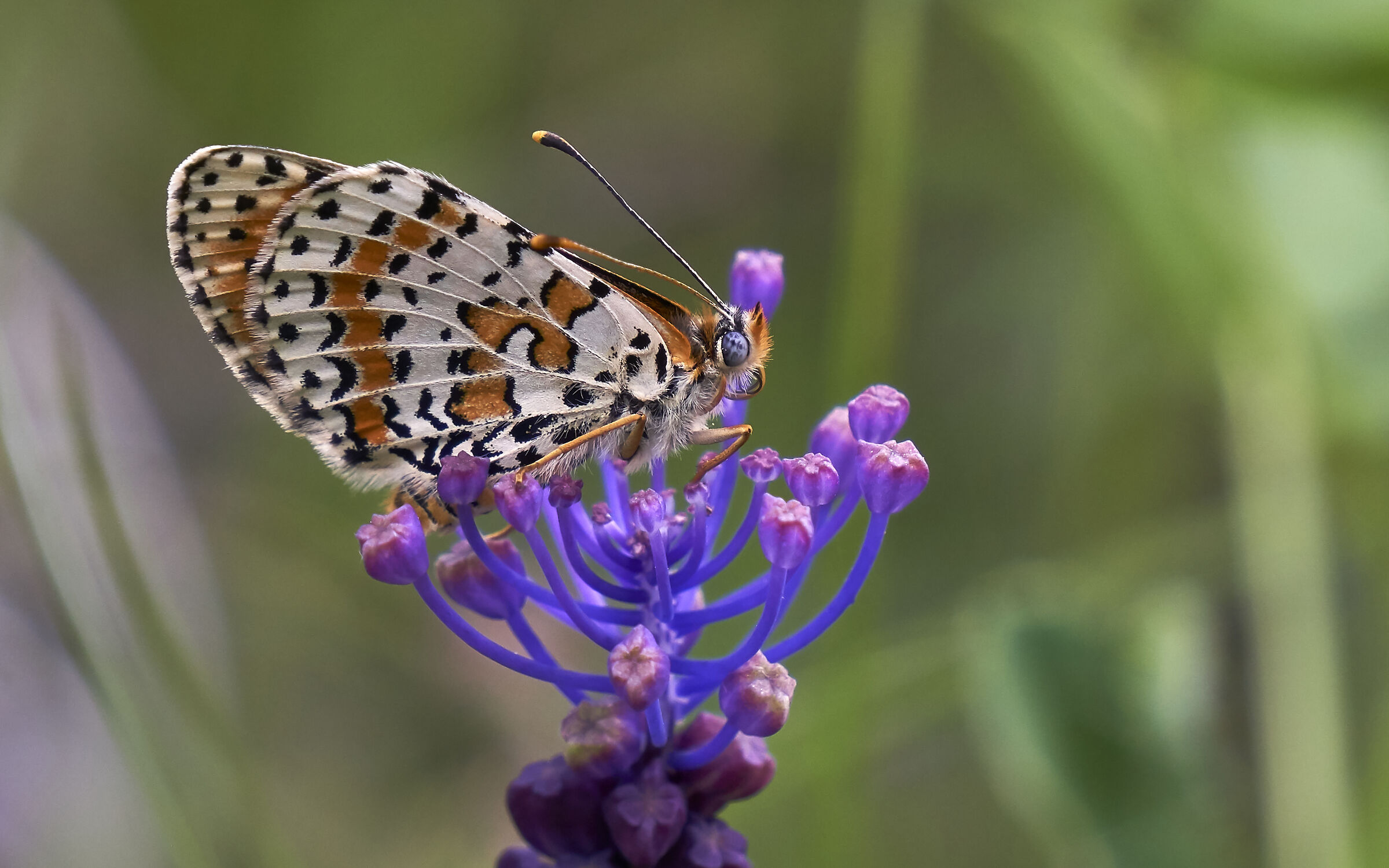 Melitaea Didyma su fiore di Lampascione 16-05-19_