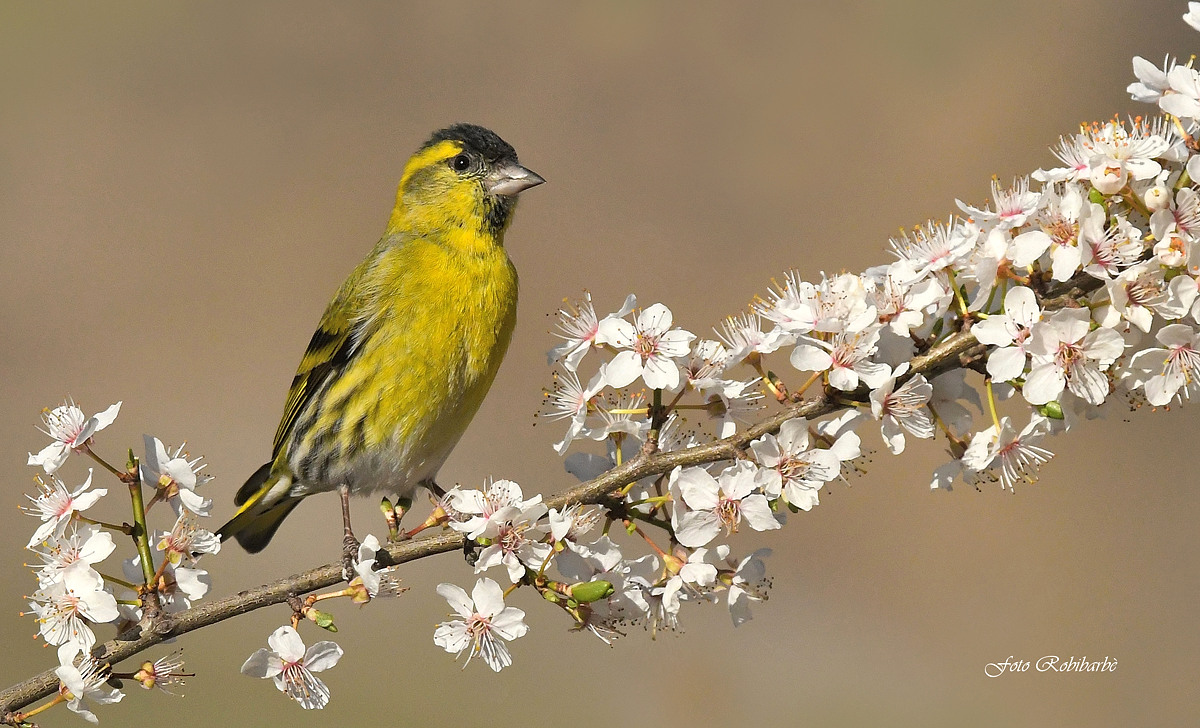 Siskin... In flower...