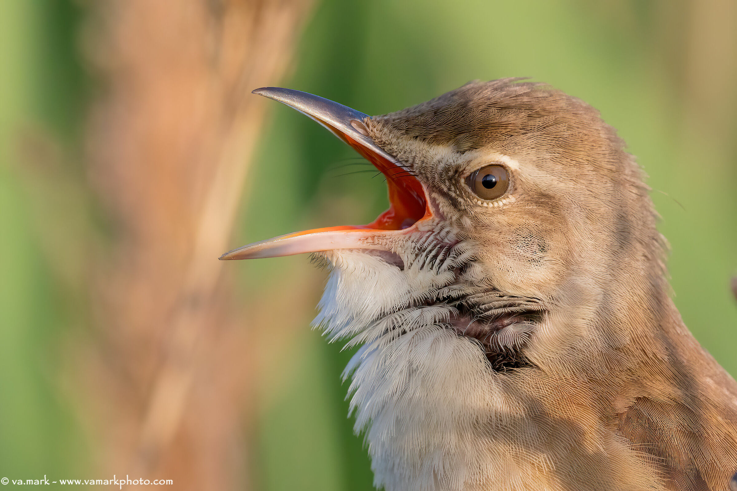 Portrait... Cannareccione