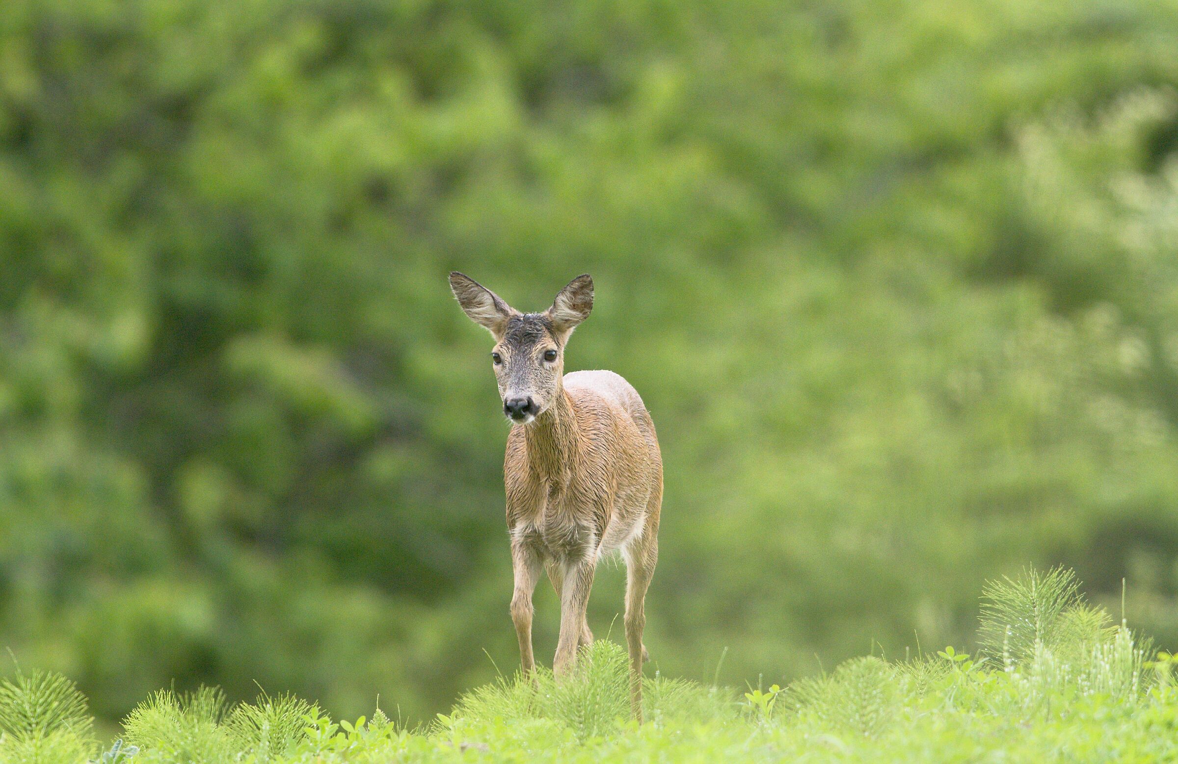 Capriolo dopo la pioggia
