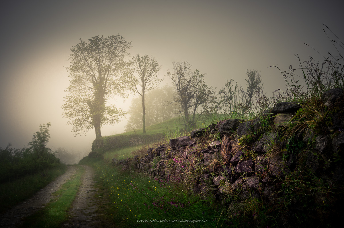 Spring Mists